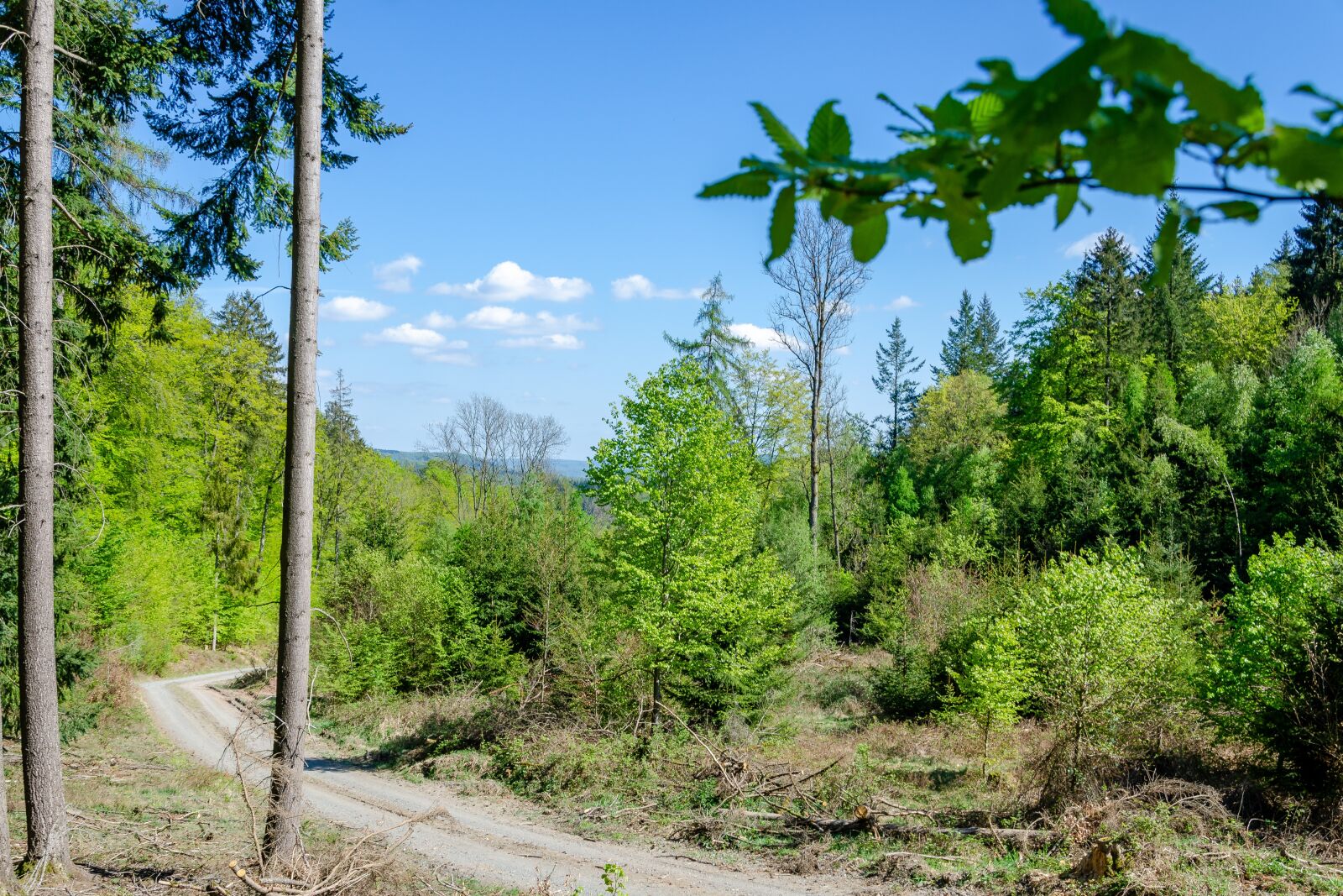Nikon D7000 sample photo. Forest, biedenkopf, landscape photography