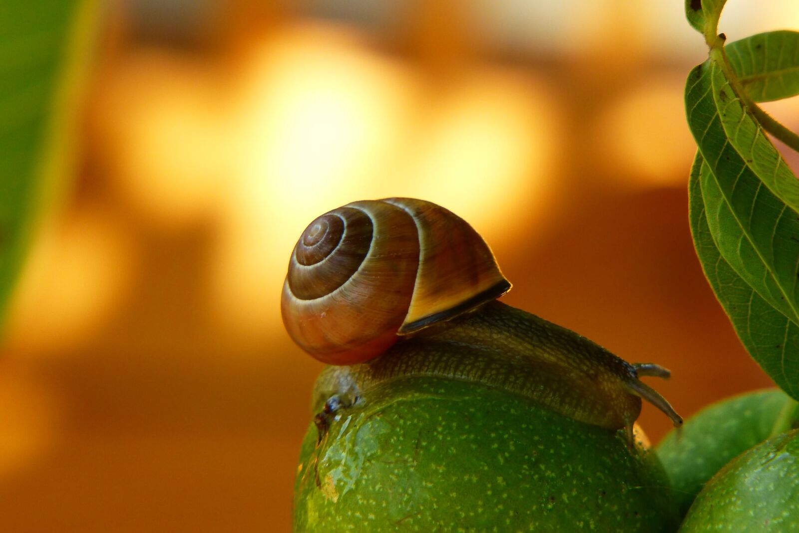 Panasonic Lumix DMC-FZ200 sample photo. Wst yk huntsman, molluscum photography
