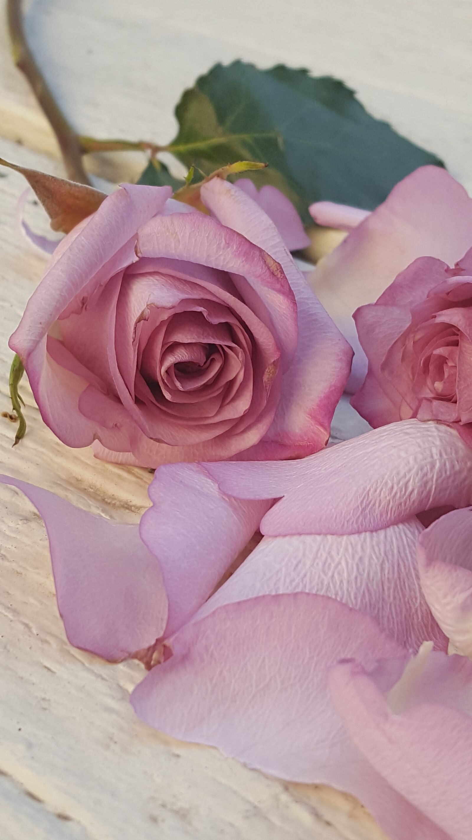 Samsung GALAXY S6 edge sample photo. Rosas, rose, romance photography