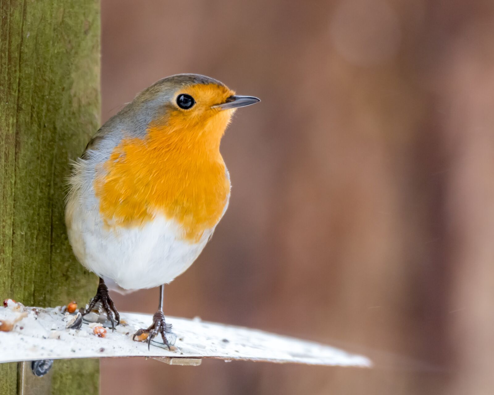 Nikon D500 sample photo. Animal world, bird, songbird photography