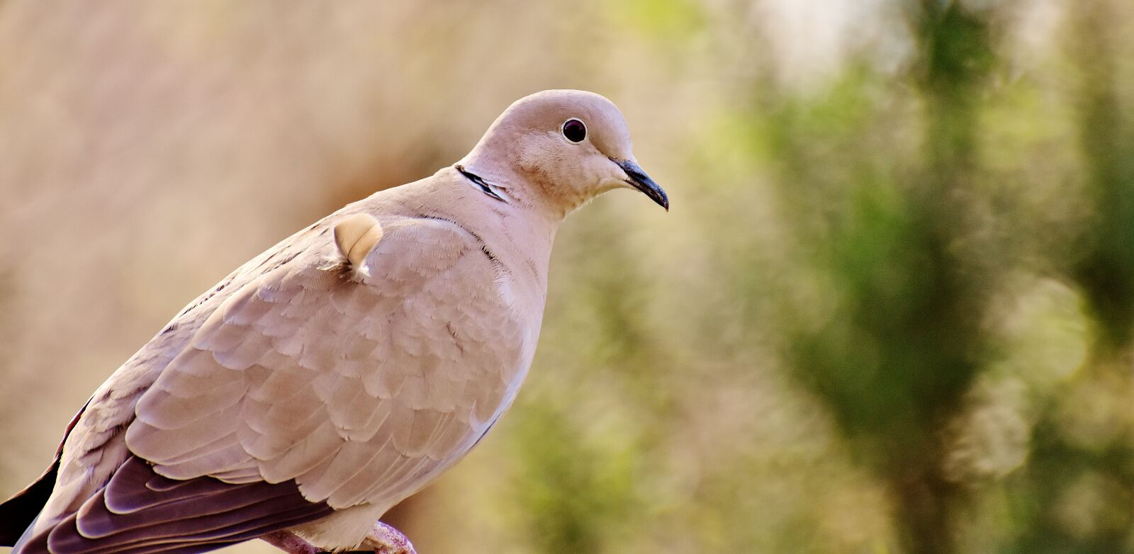 Nikon D7200 sample photo. Dove, cute, bird photography