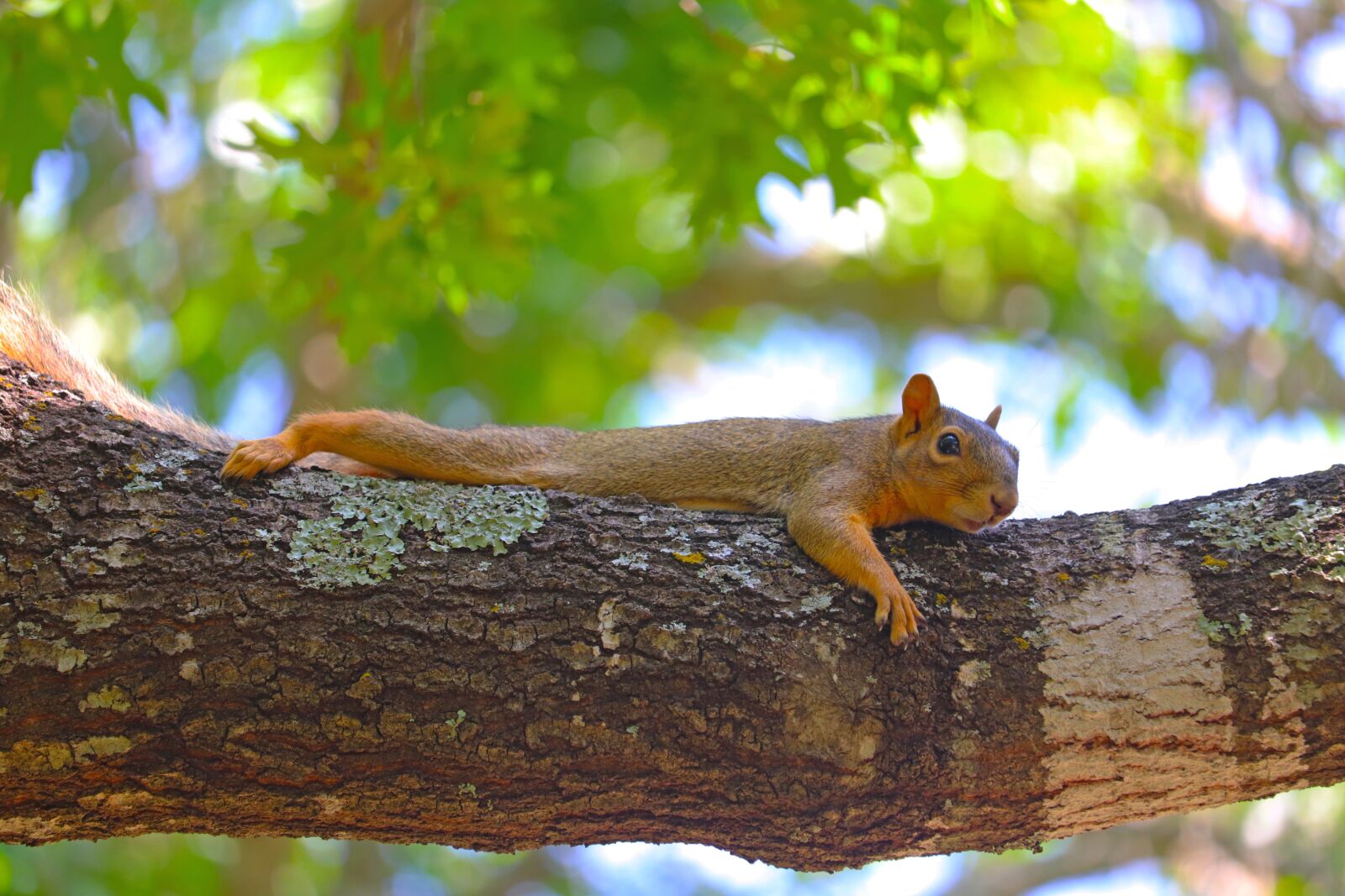 Canon EOS 800D (EOS Rebel T7i / EOS Kiss X9i) sample photo. Squirrel, rodent, brown photography