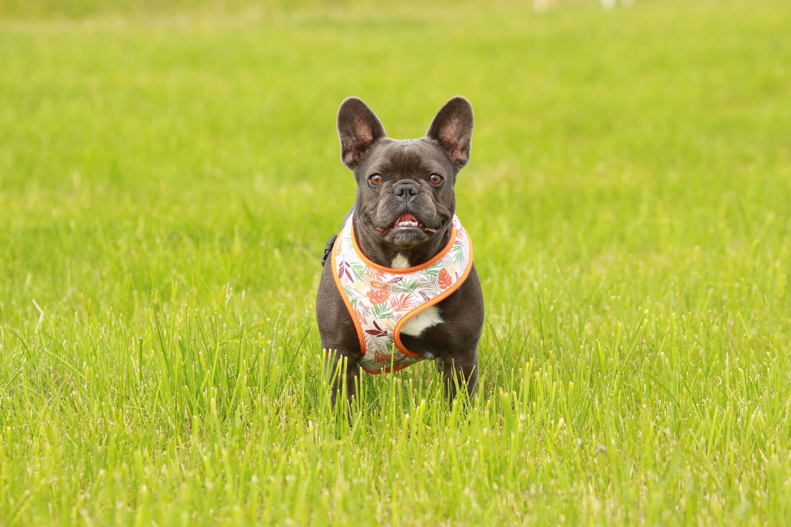 Canon EOS 700D (EOS Rebel T5i / EOS Kiss X7i) sample photo. Pug, pet, cute photography