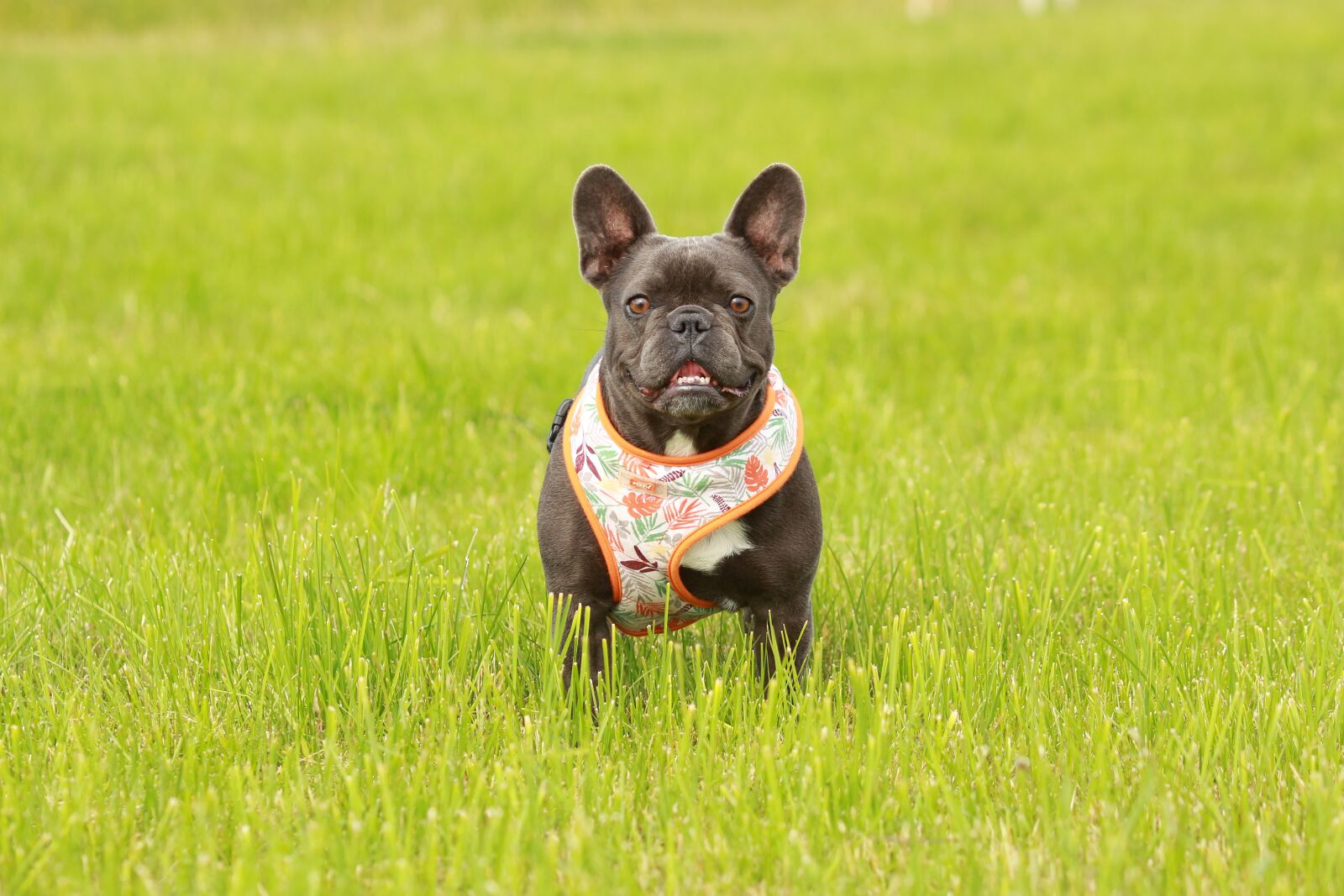 Canon EF 70-300 F4-5.6 IS II USM sample photo. Pug, pet, cute photography