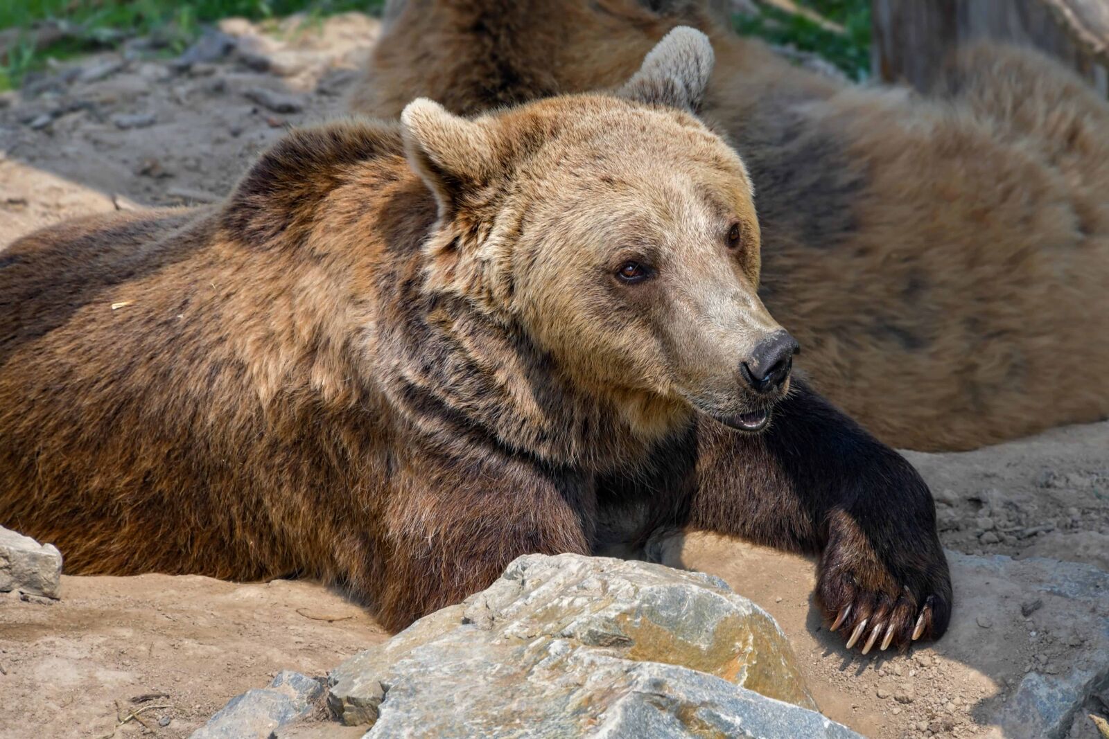 Nikon D500 sample photo. Predator, nature, wildlife, wild photography