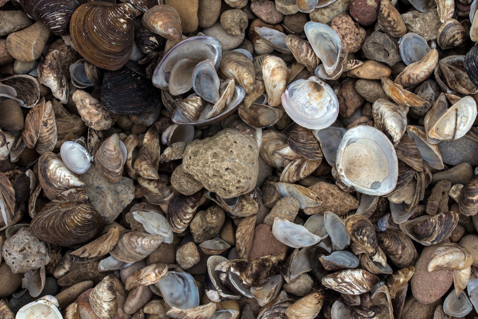 Canon EF-S 60mm F2.8 Macro USM sample photo. Mussels, bank, rhine river photography