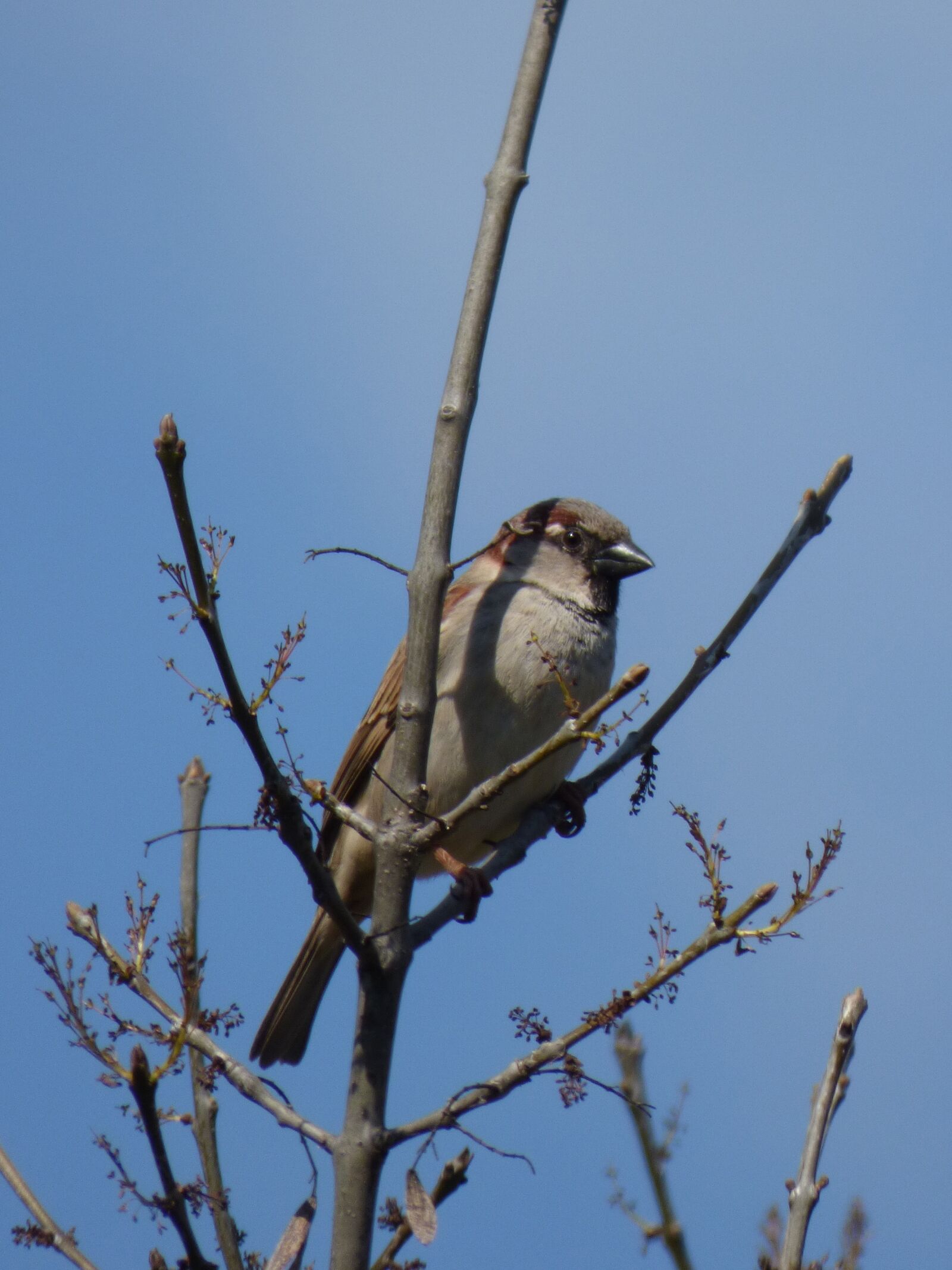 Panasonic Lumix DMC-FZ70 sample photo. Sparrow, branches, bird photography