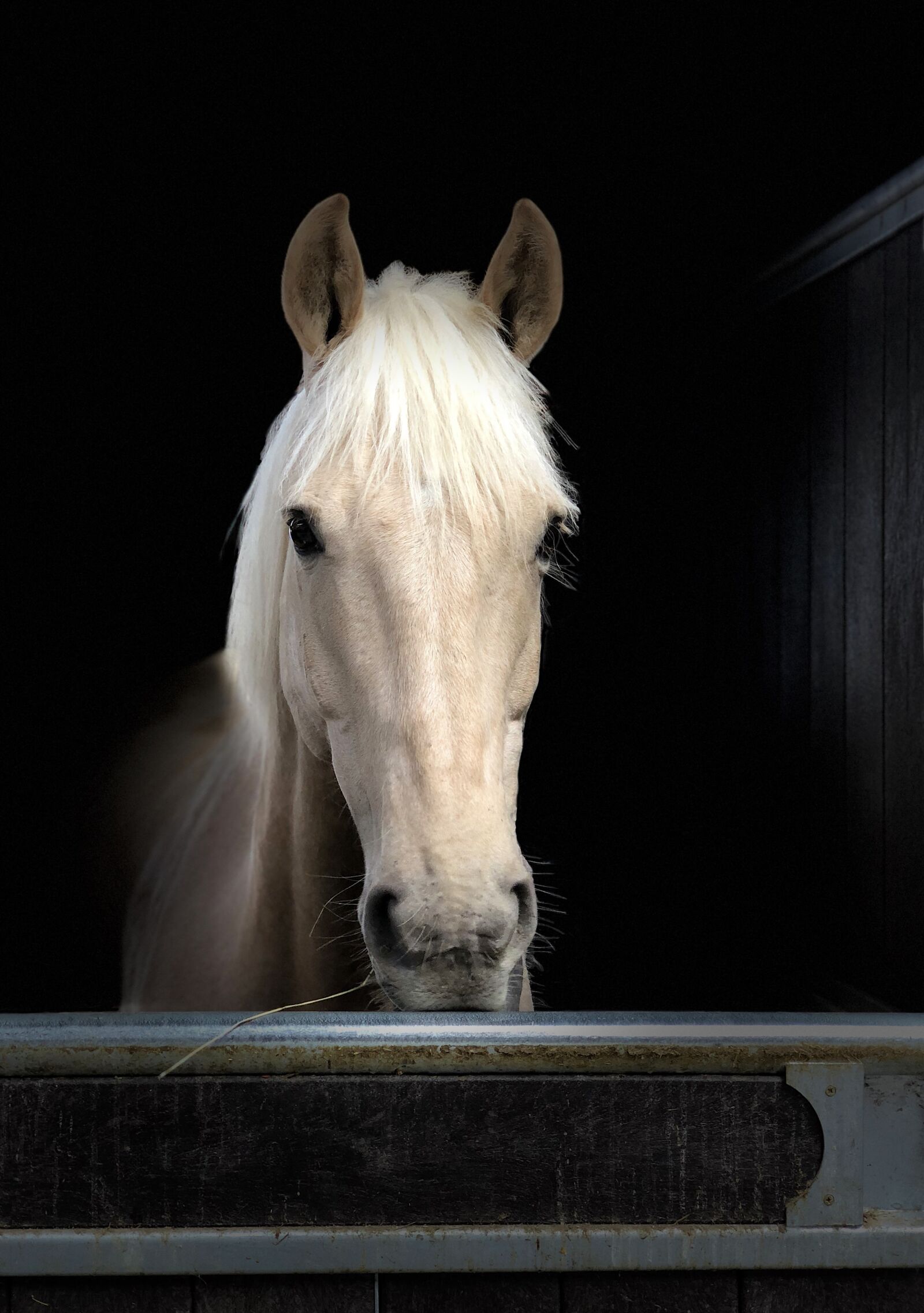 iPhone X back dual camera 6mm f/2.4 sample photo. Horse, portrait, palomino photography