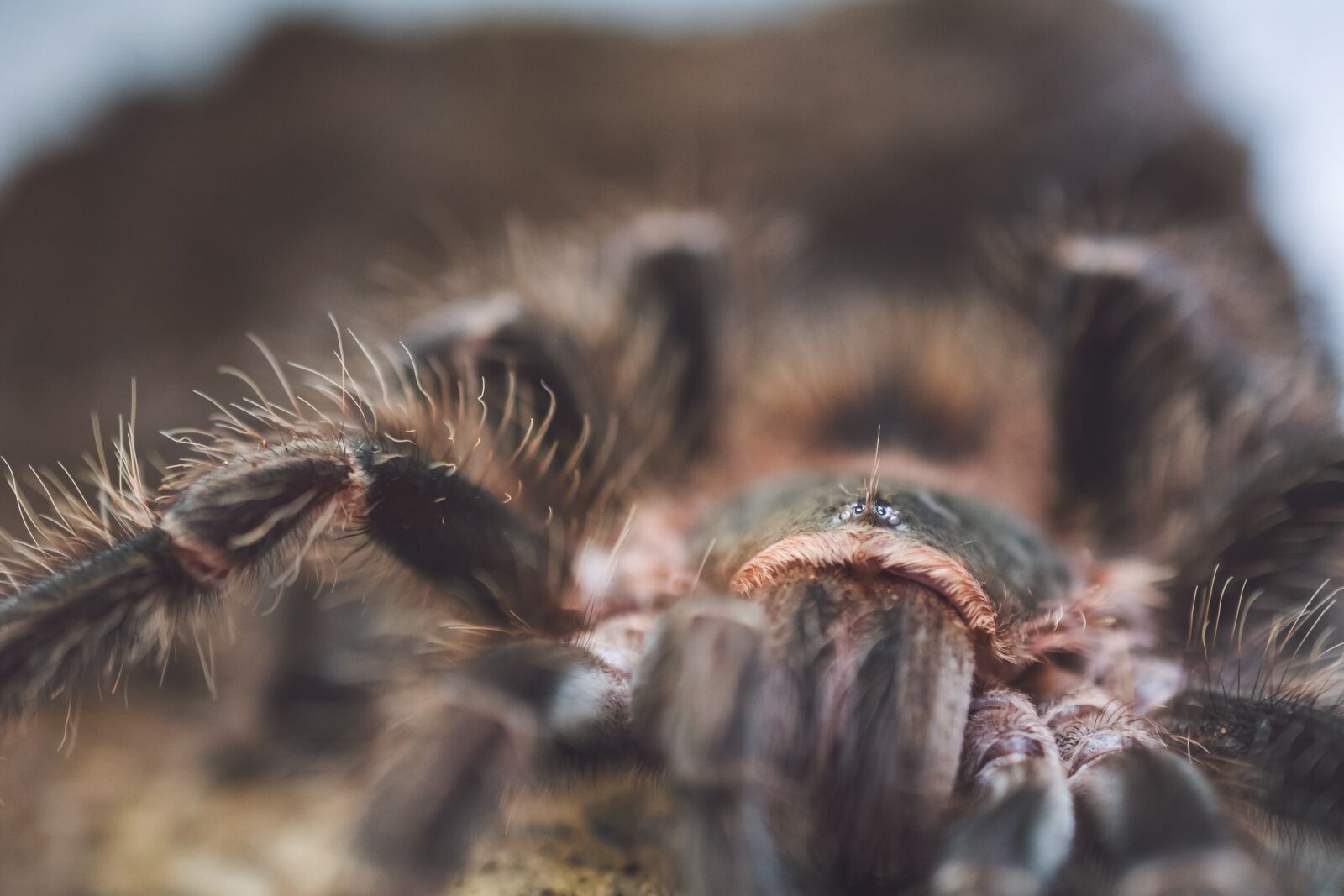 Nikon D7100 sample photo. Birdman, spider, helicyry photography