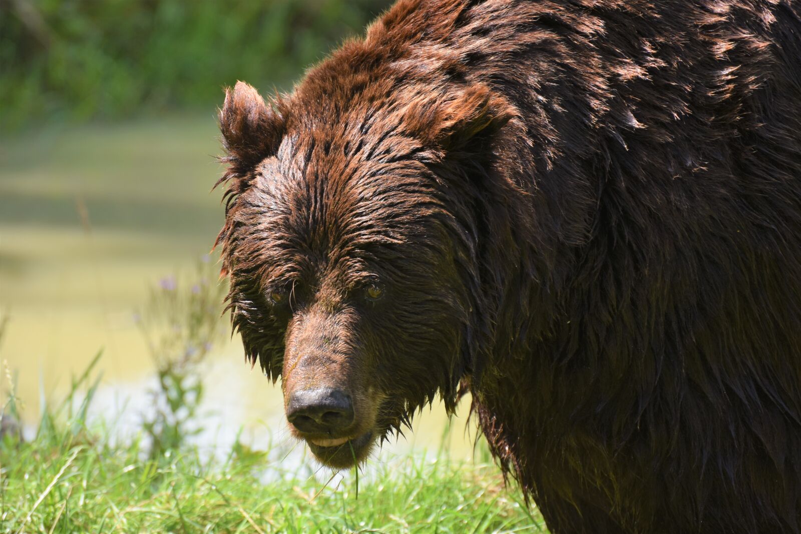 Nikon D7200 sample photo. Mammal, no person, fauna photography