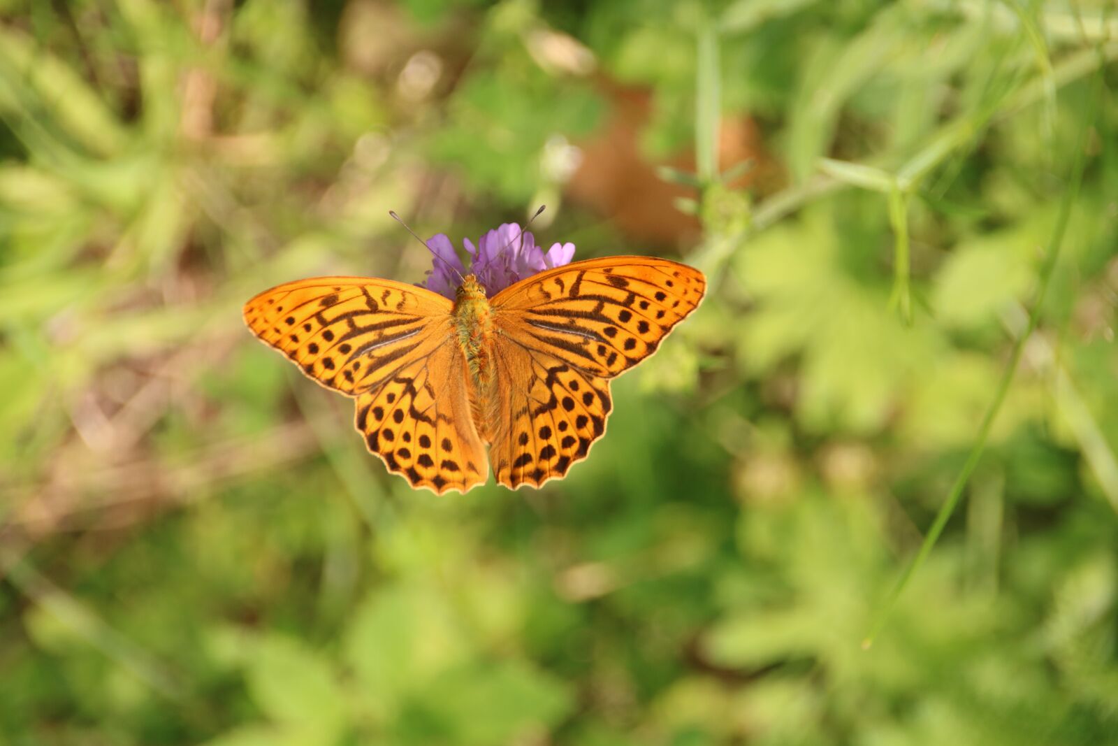 Canon EOS 760D (EOS Rebel T6s / EOS 8000D) sample photo. Butterfly, summer, nature photography