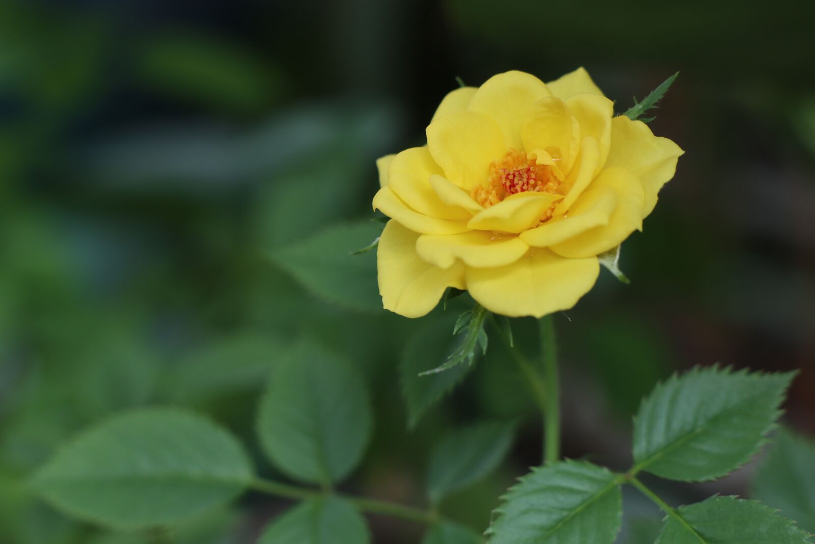 Canon EOS M6 sample photo. Yellow flower, rose, leave photography