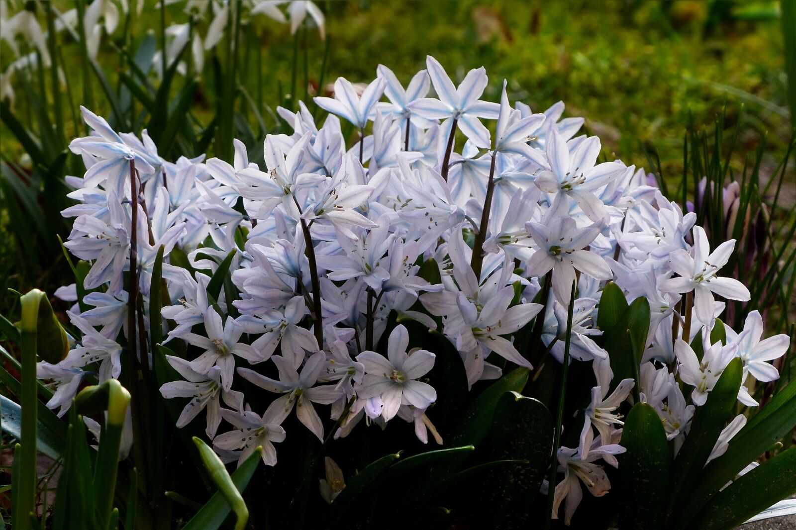 Panasonic Lumix DMC-FZ200 sample photo. Flower, early bloomer, scilla photography