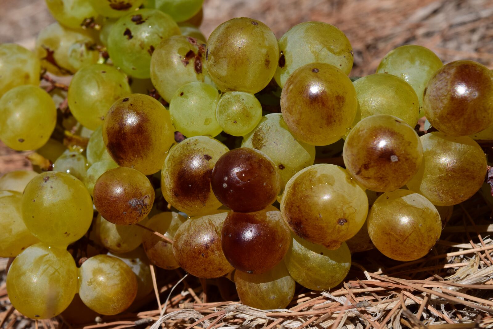Nikon D3300 sample photo. Grapes, ripe, ripe grapes photography