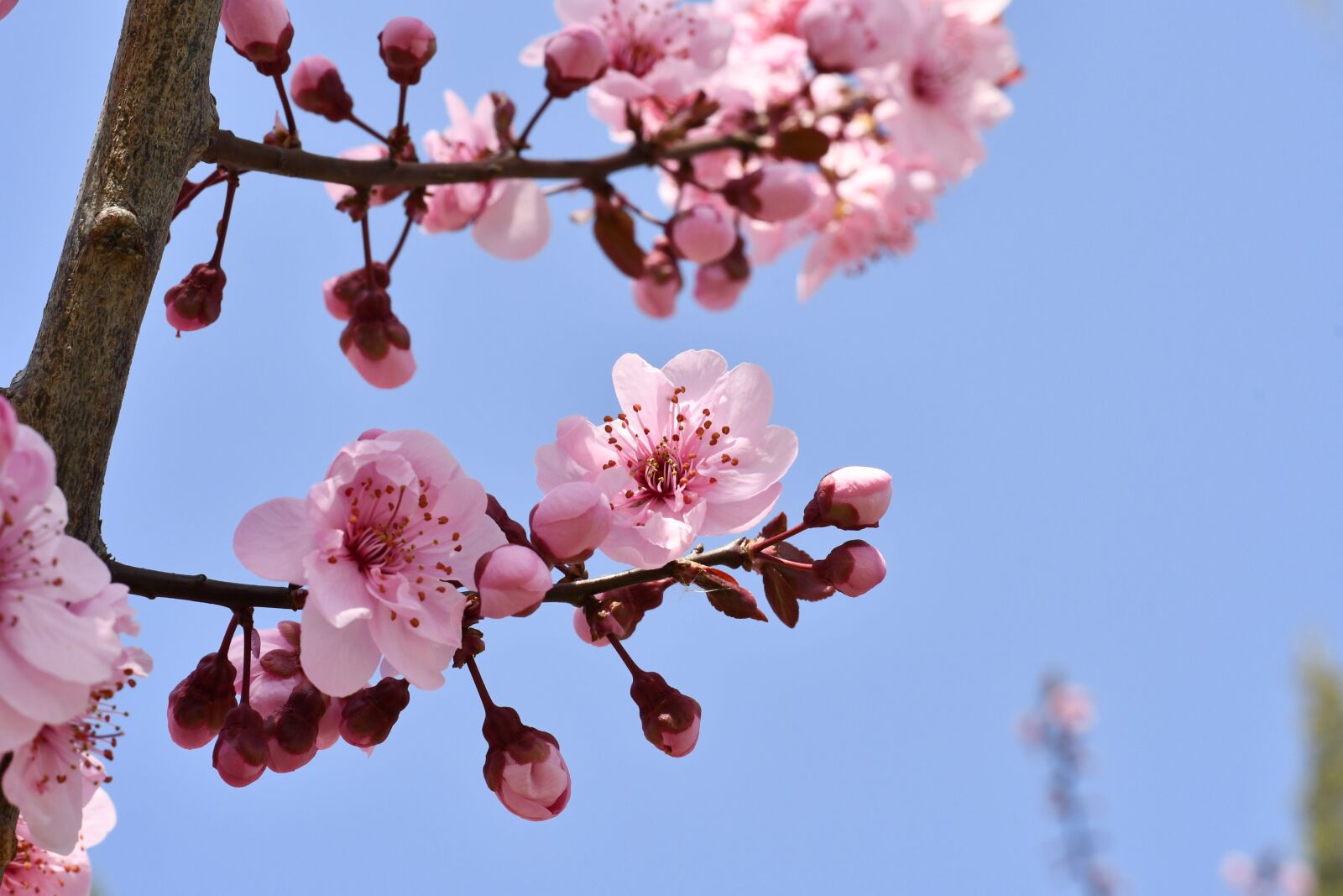 Nikon D7500 sample photo. Spring, plant, flowers photography