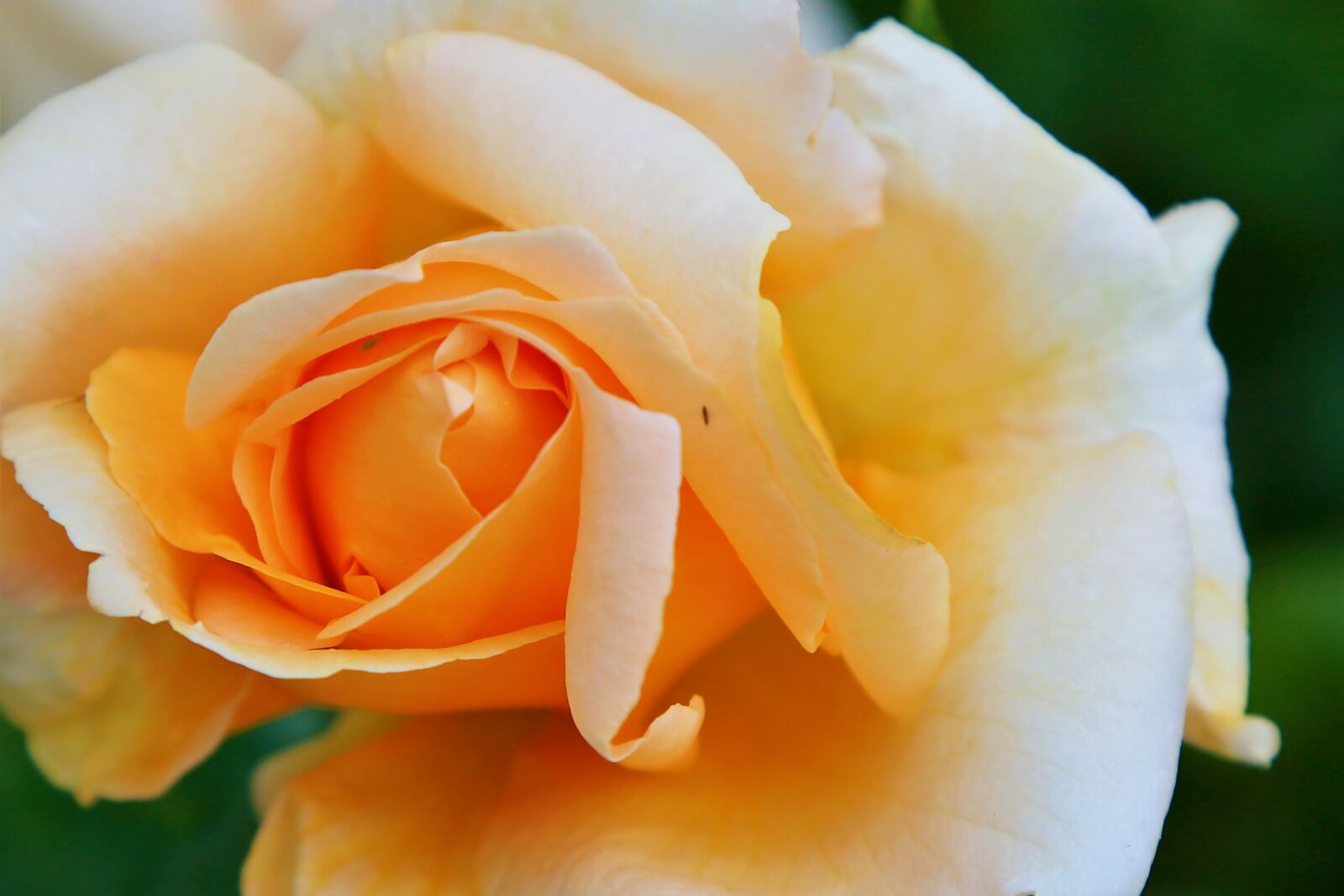 Canon EF 24-105mm F4L IS USM sample photo. Rose, spring, romantic photography