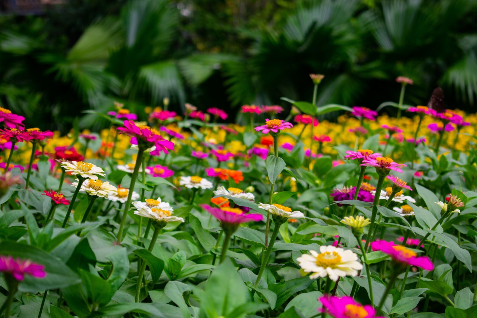 Nikon D3400 sample photo. Flowers, nature, green photography
