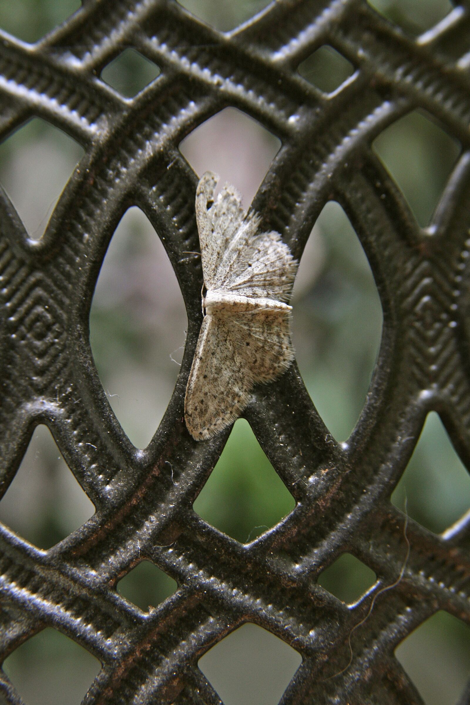 Canon EOS 400D (EOS Digital Rebel XTi / EOS Kiss Digital X) sample photo. Butterfly, insect, grey photography