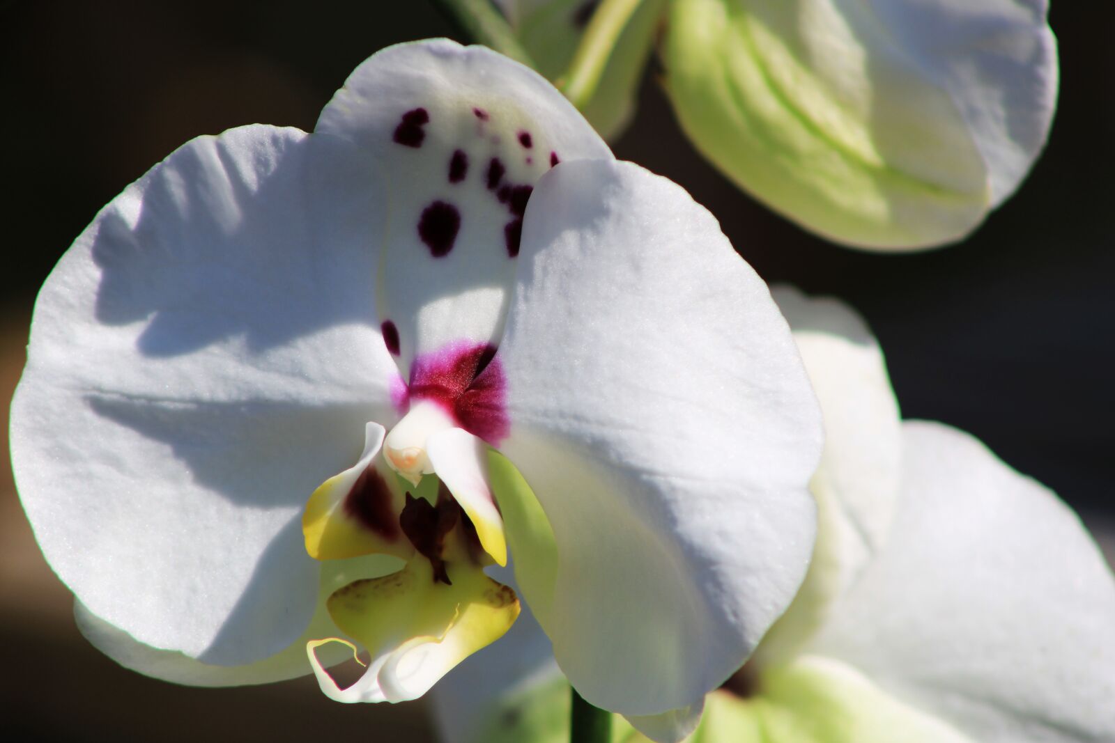 Canon EOS 2000D (EOS Rebel T7 / EOS Kiss X90 / EOS 1500D) sample photo. Orchid, ornamental plant, orchidaceae photography