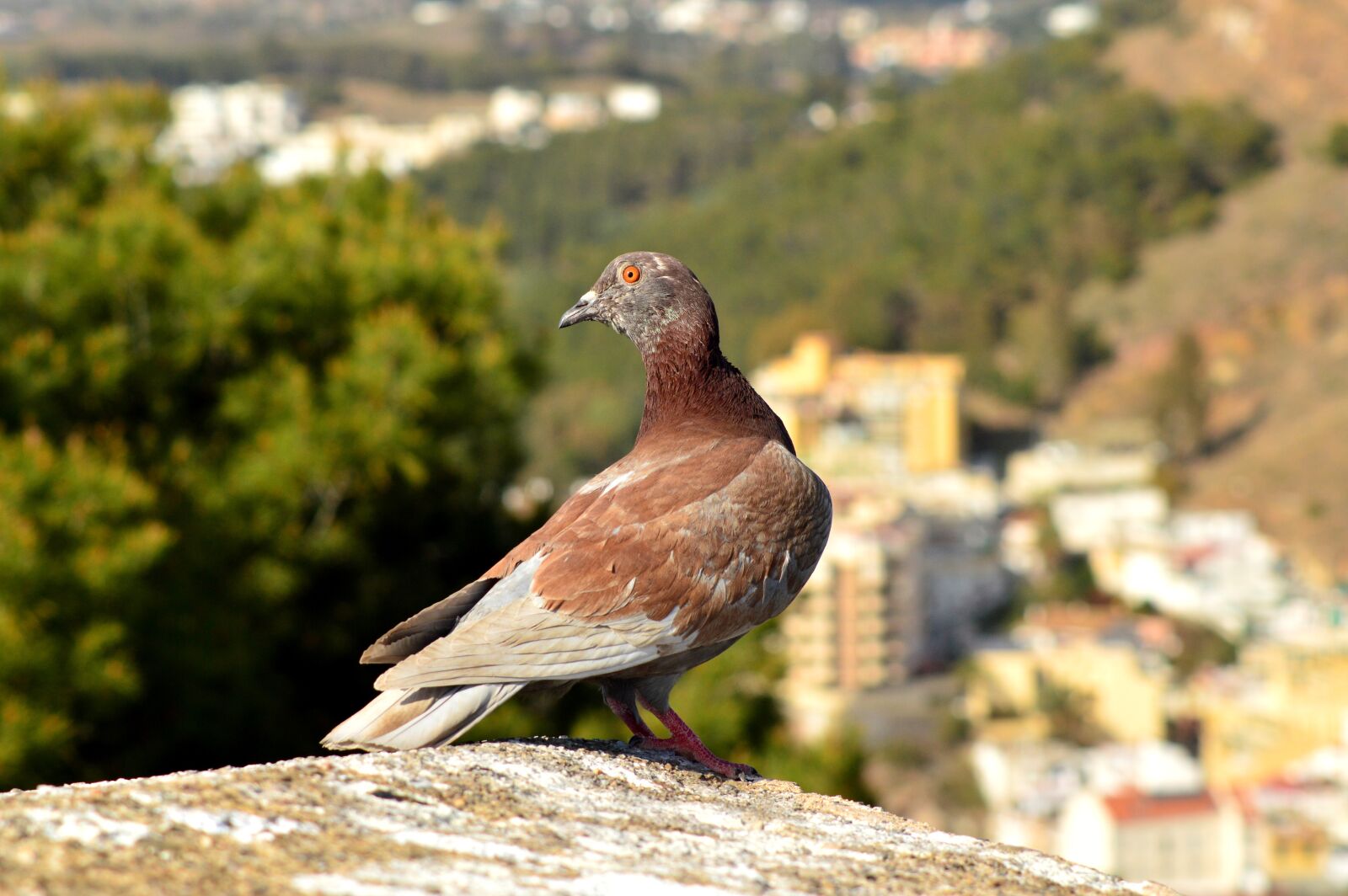 Nikon D3200 sample photo. Pigeon, animal, nature photography