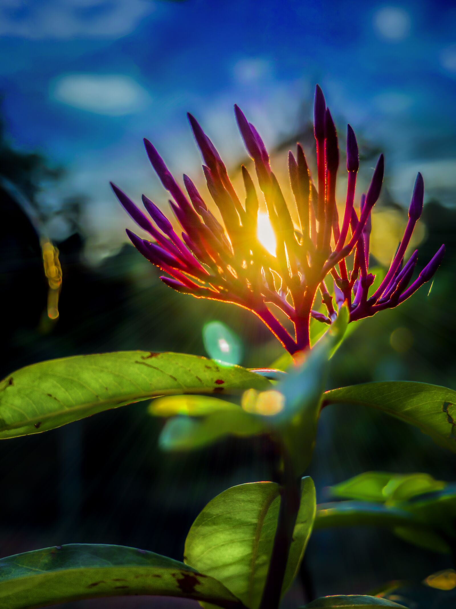 Olympus OM-D E-M10 sample photo. Sunset, sun ray, flowers photography