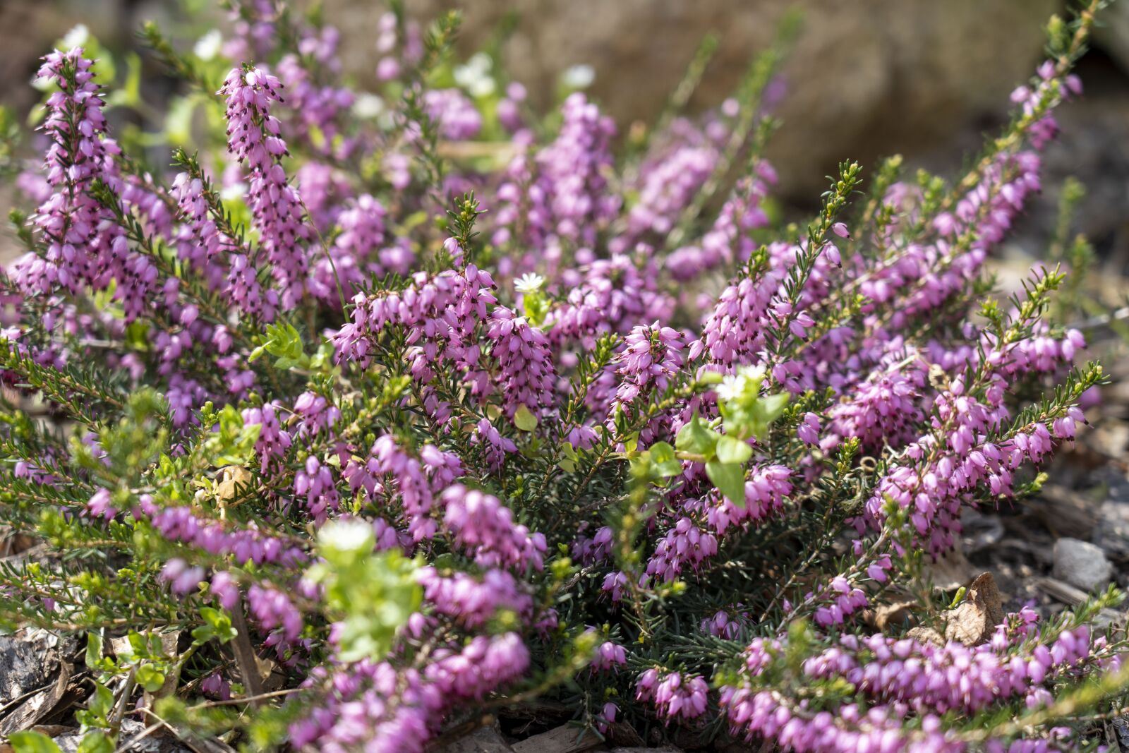 Sony FE 24-105mm F4 G OSS sample photo. Flower, flowers, nature photography