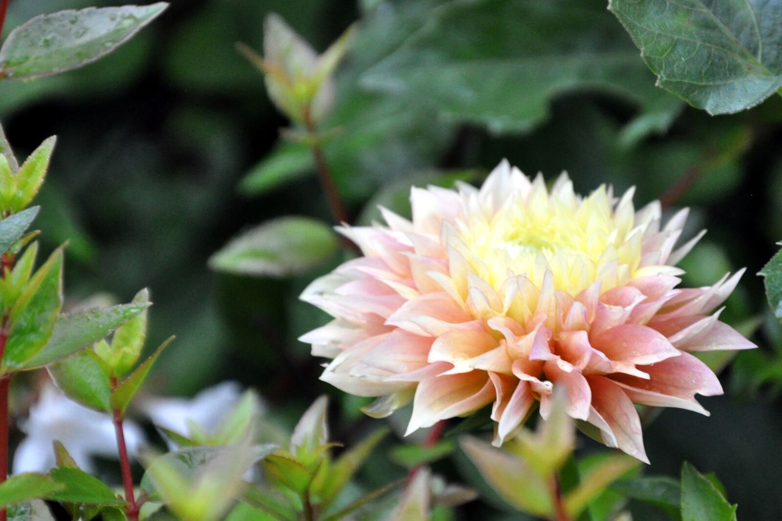 Nikon D5000 sample photo. Dahlia, summer, flower photography