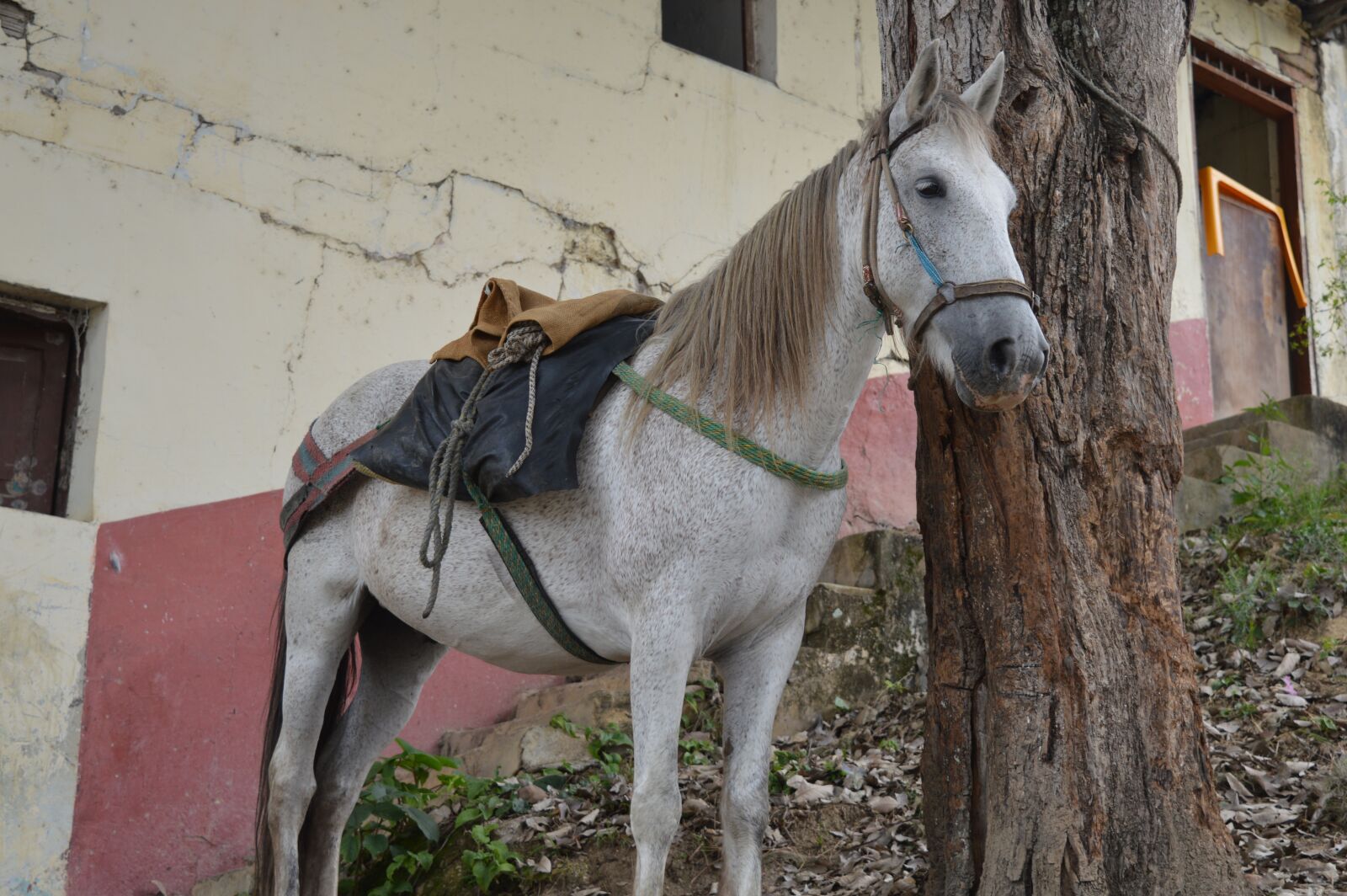 Nikon D3200 sample photo. Horse, colombia, villarrica photography