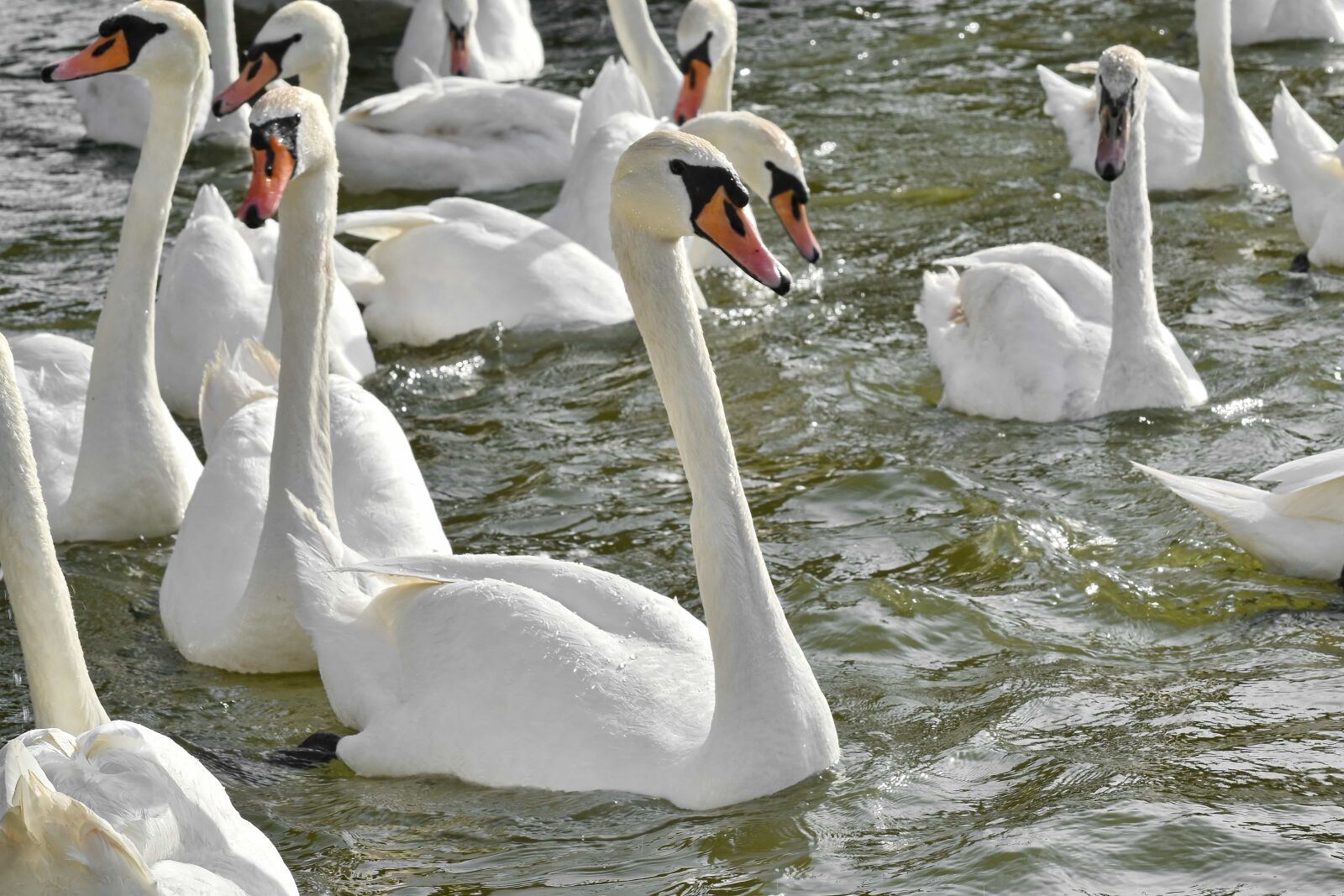 Nikon D5500 sample photo. Bird family, bird feed photography