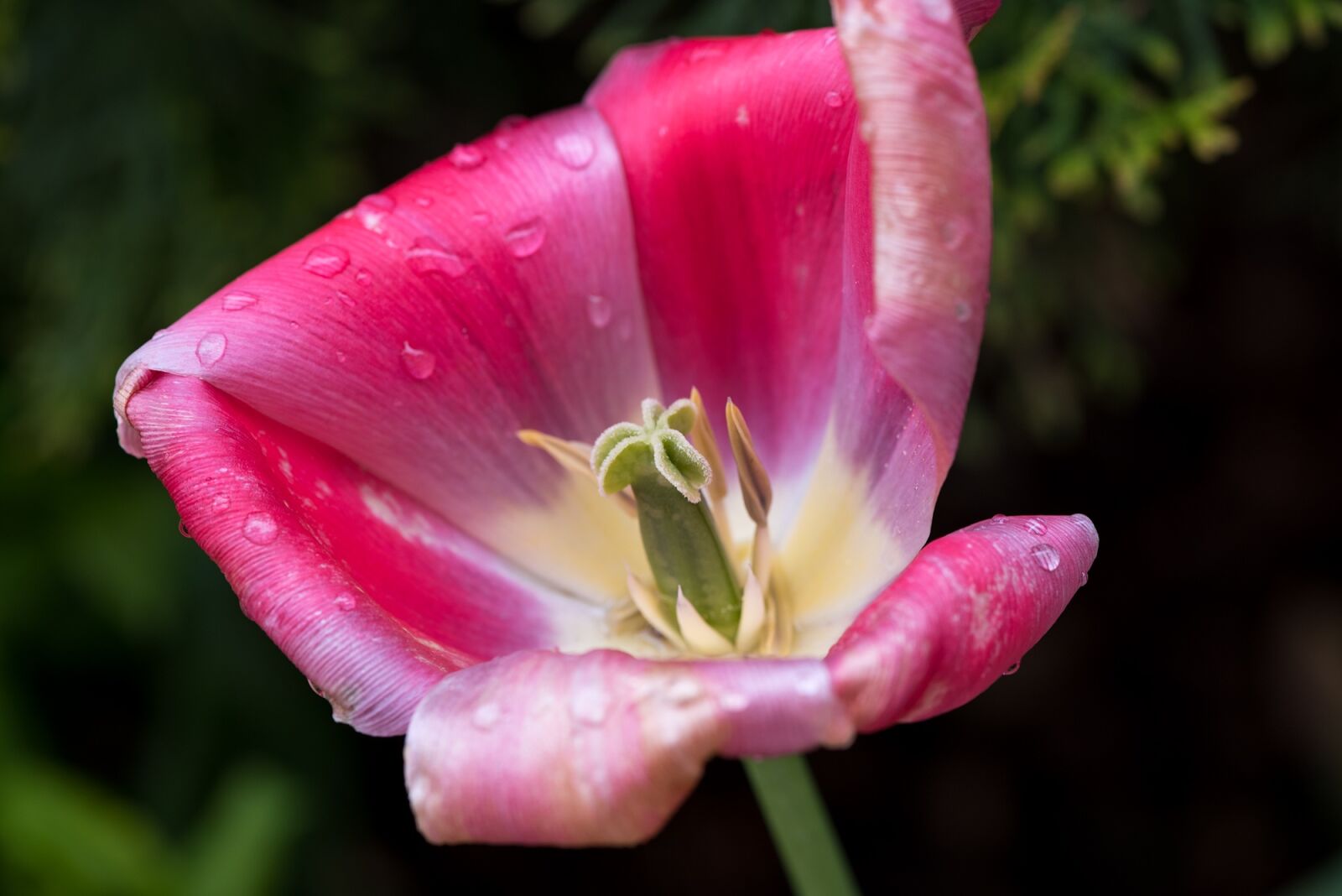 Nikon D750 sample photo. Tulip, flower, blossom photography