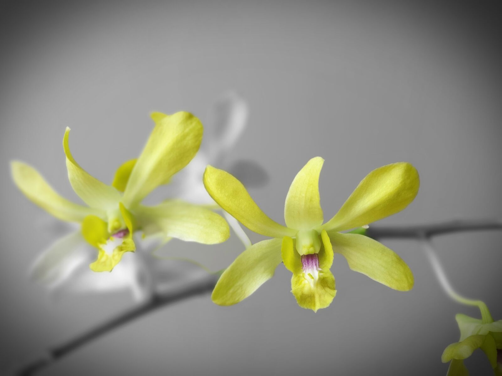 Samsung Galaxy Note9 sample photo. Nqb, banana, dendro photography