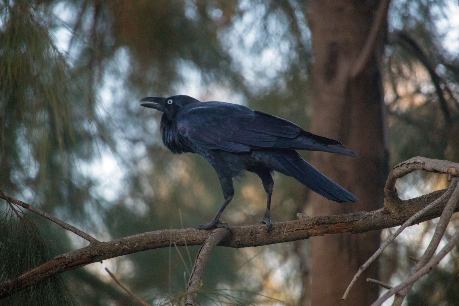 Canon EOS 200D (EOS Rebel SL2 / EOS Kiss X9) sample photo. Crow, bird, black photography