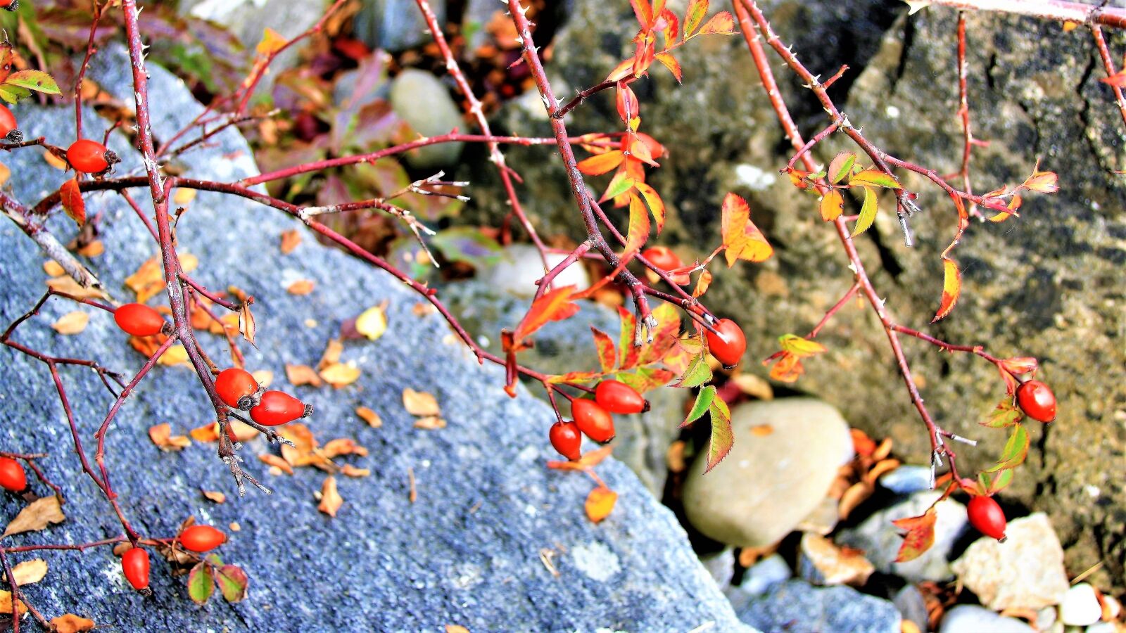 Canon EOS 400D (EOS Digital Rebel XTi / EOS Kiss Digital X) sample photo. The stones, flowering plants photography