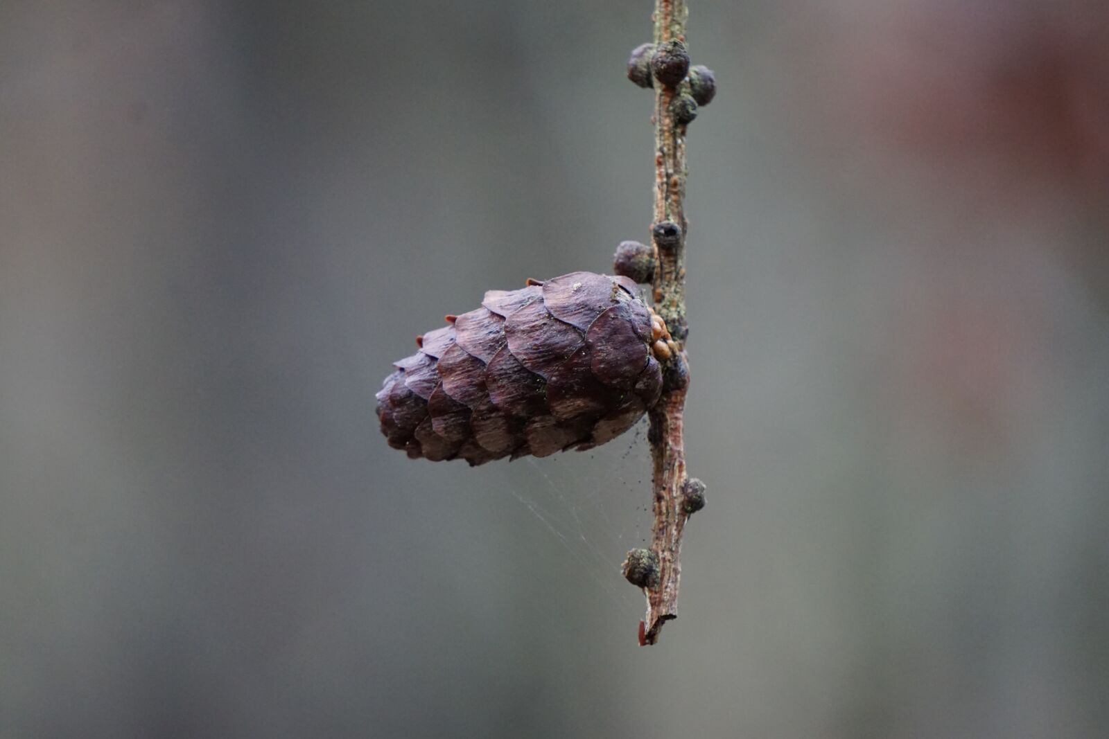 Sony E 55-210mm F4.5-6.3 OSS sample photo. Larch cones, branch, larch photography