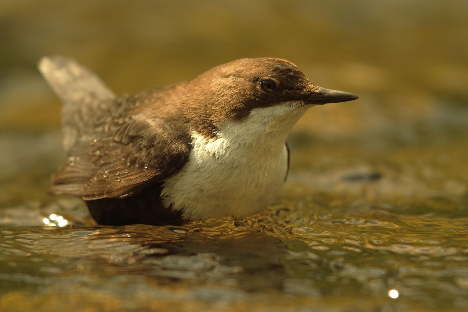 Canon EOS 7D sample photo. Ivy, water, bird photography