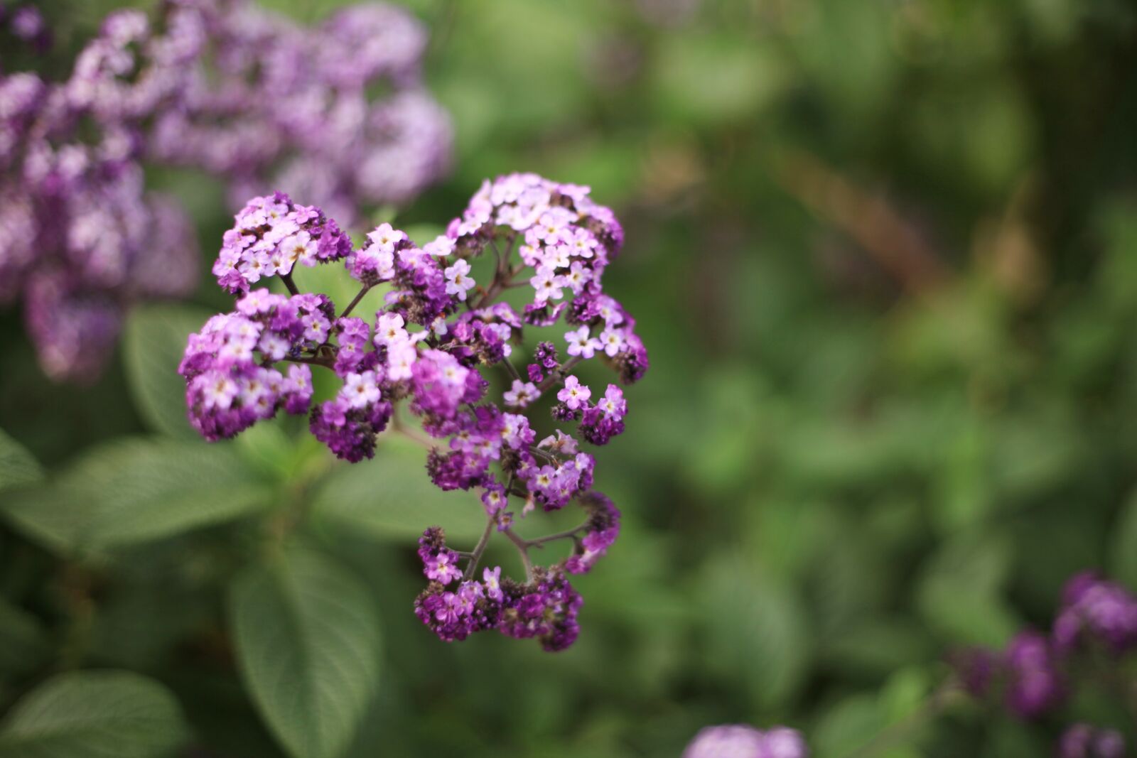 Canon EOS 5D Mark II sample photo. Flowers, hub, nature photography