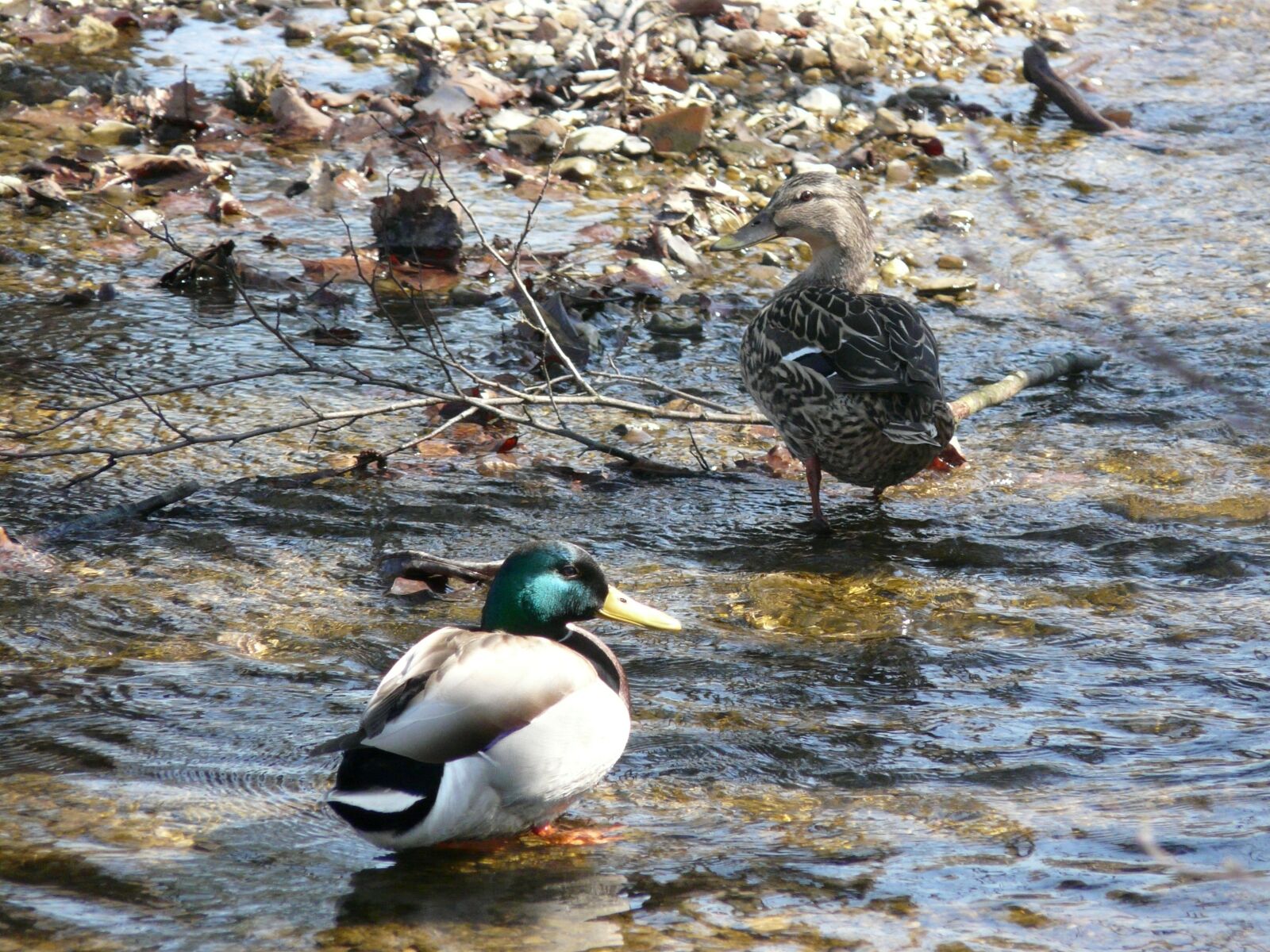 Panasonic DMC-FZ18 sample photo. Duck, nature, water photography