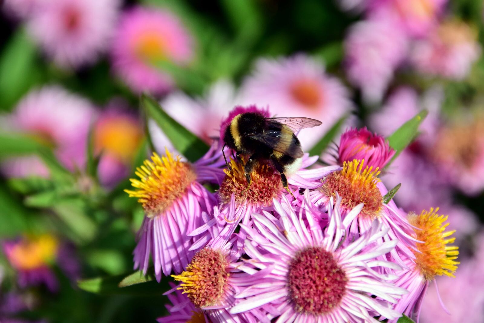 Nikon D3300 sample photo. Bumblebee, macro, garden, pollen photography