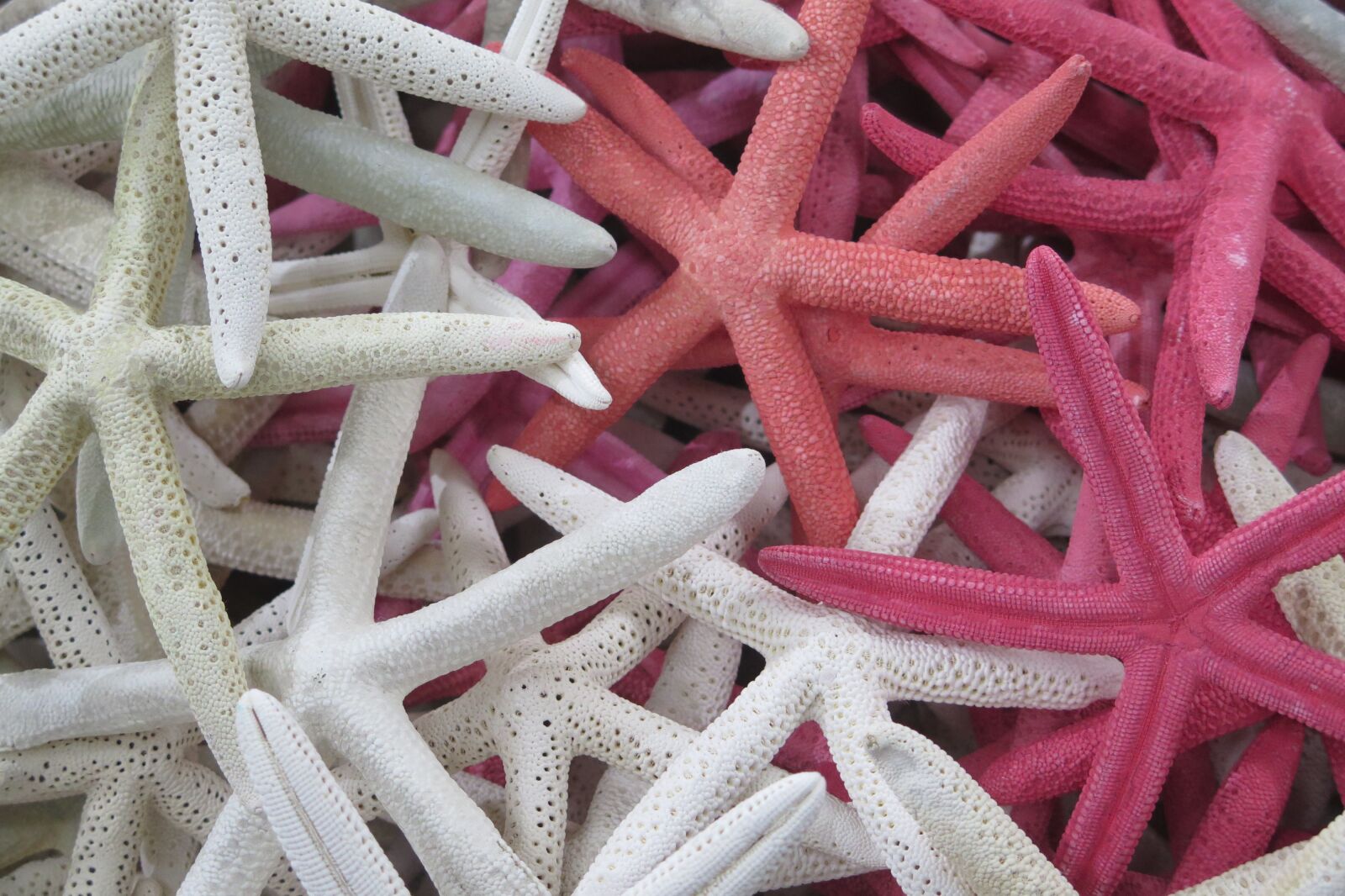 Canon PowerShot G16 sample photo. Starfish, ocean, sea photography