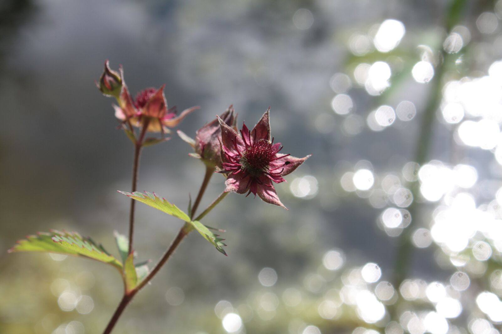 Canon EOS 450D (EOS Rebel XSi / EOS Kiss X2) sample photo. Swamp-blood eye, potentilla palustris photography