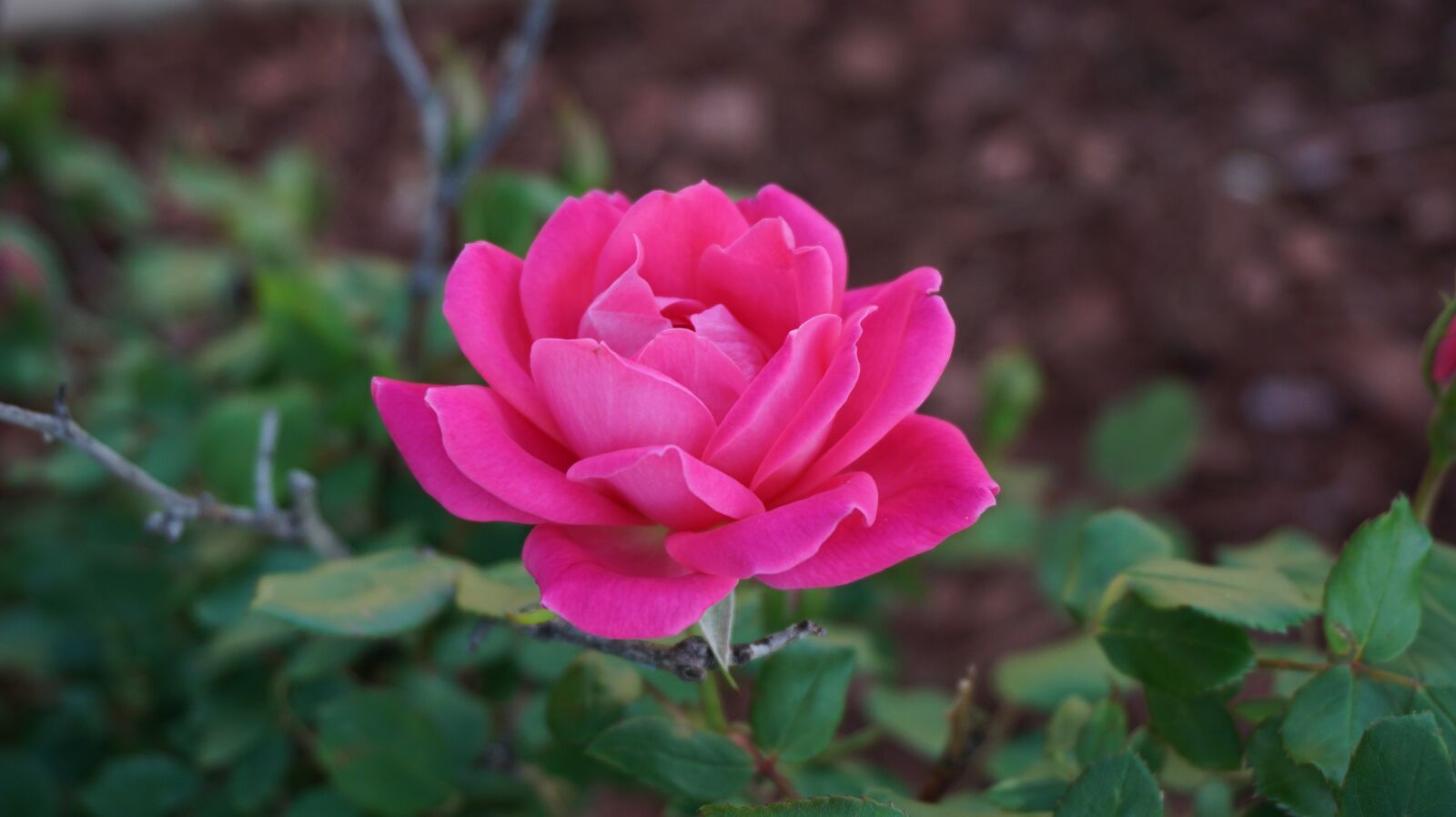 Sony a6000 sample photo. A rose, romance, beauty photography