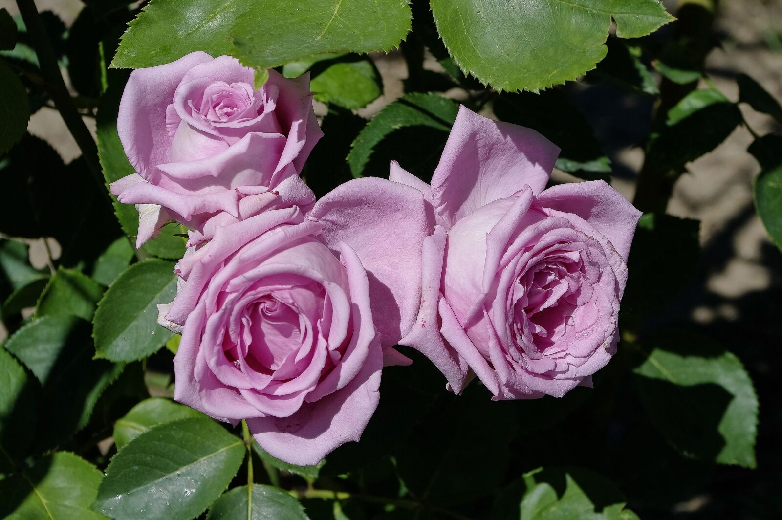 Samsung GX-20 sample photo. Roses, violet, flower photography
