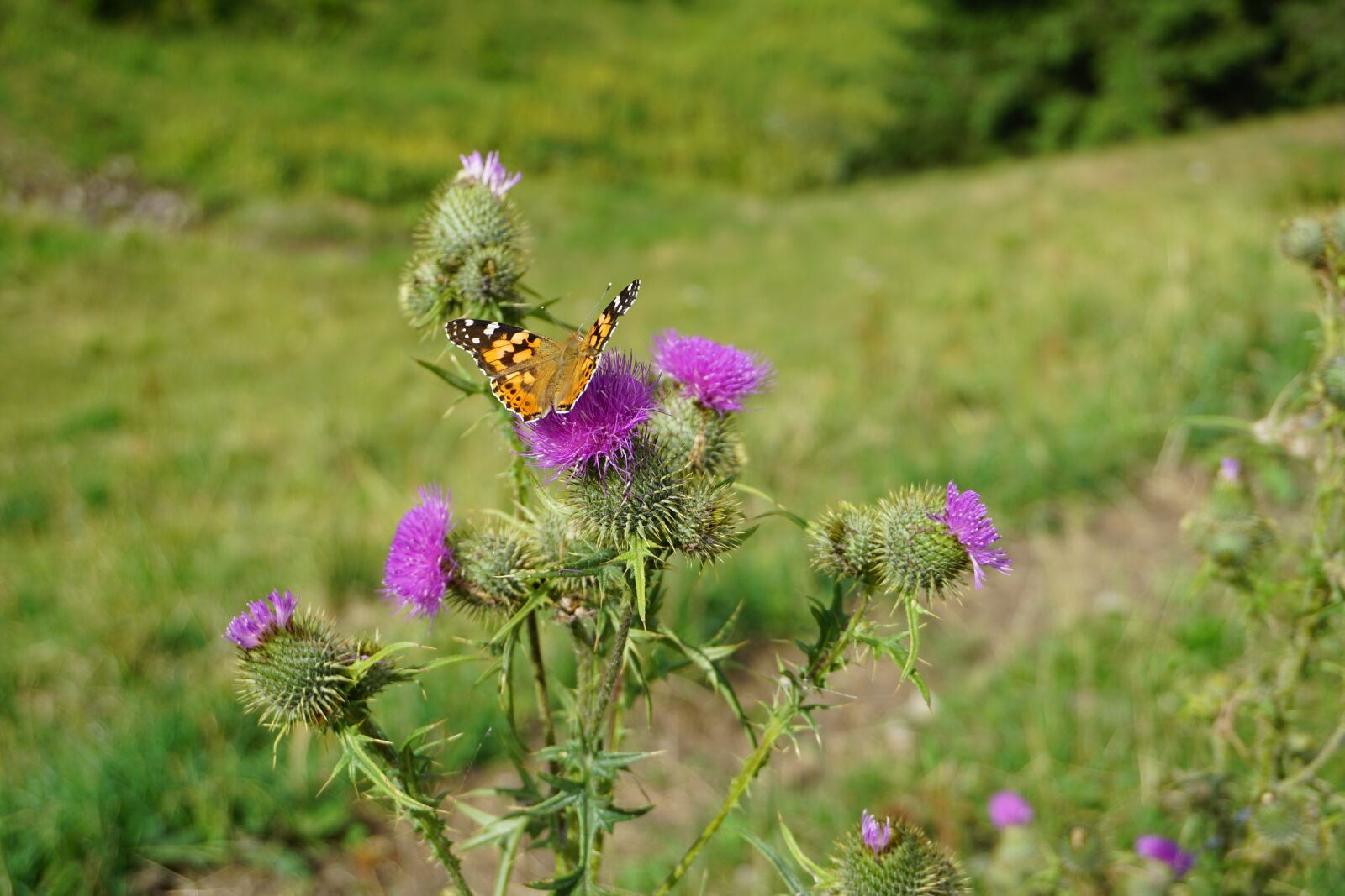 Sony E 16-50mm F3.5-5.6 PZ OSS sample photo. Butterfly, allgäu, thistles photography