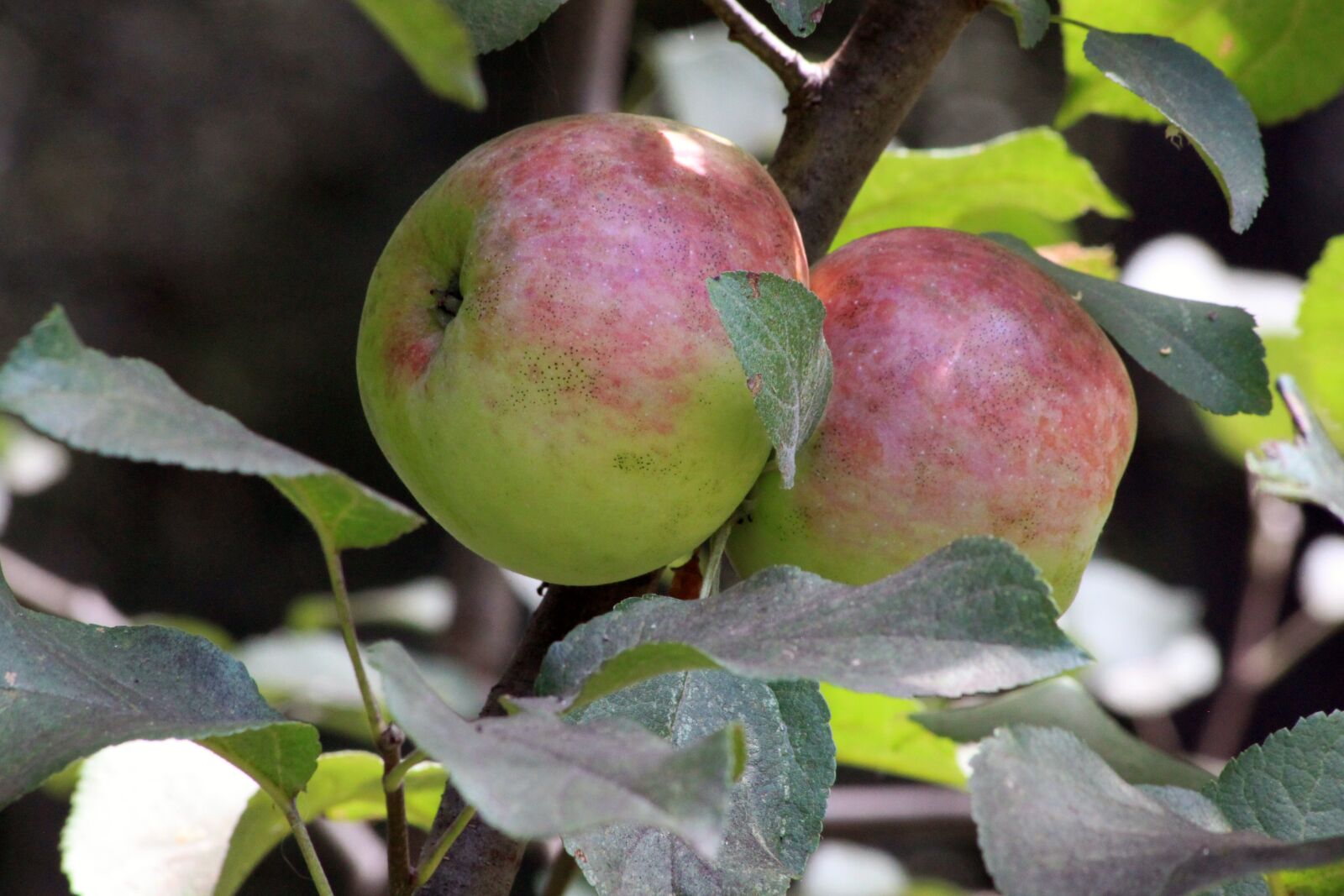 Canon EOS 500D (EOS Rebel T1i / EOS Kiss X3) sample photo. Apple, fruit, leaves photography