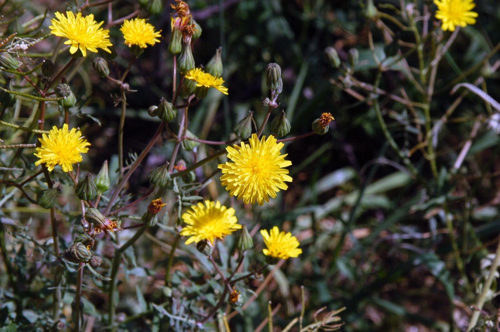 Nikon D100 sample photo. Nature, plant, spring photography