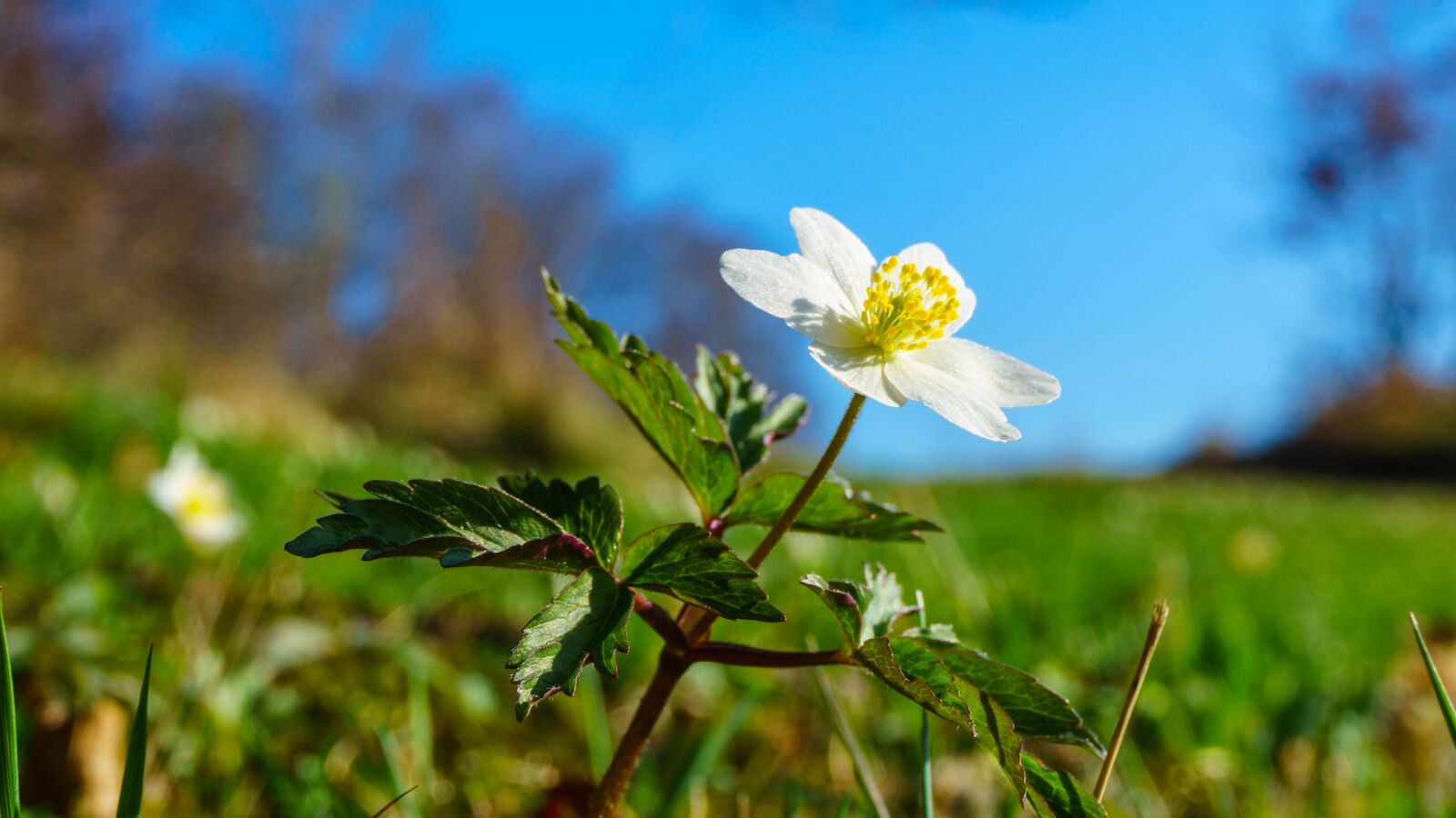 Sony a6000 sample photo. Flower, sky, blue photography