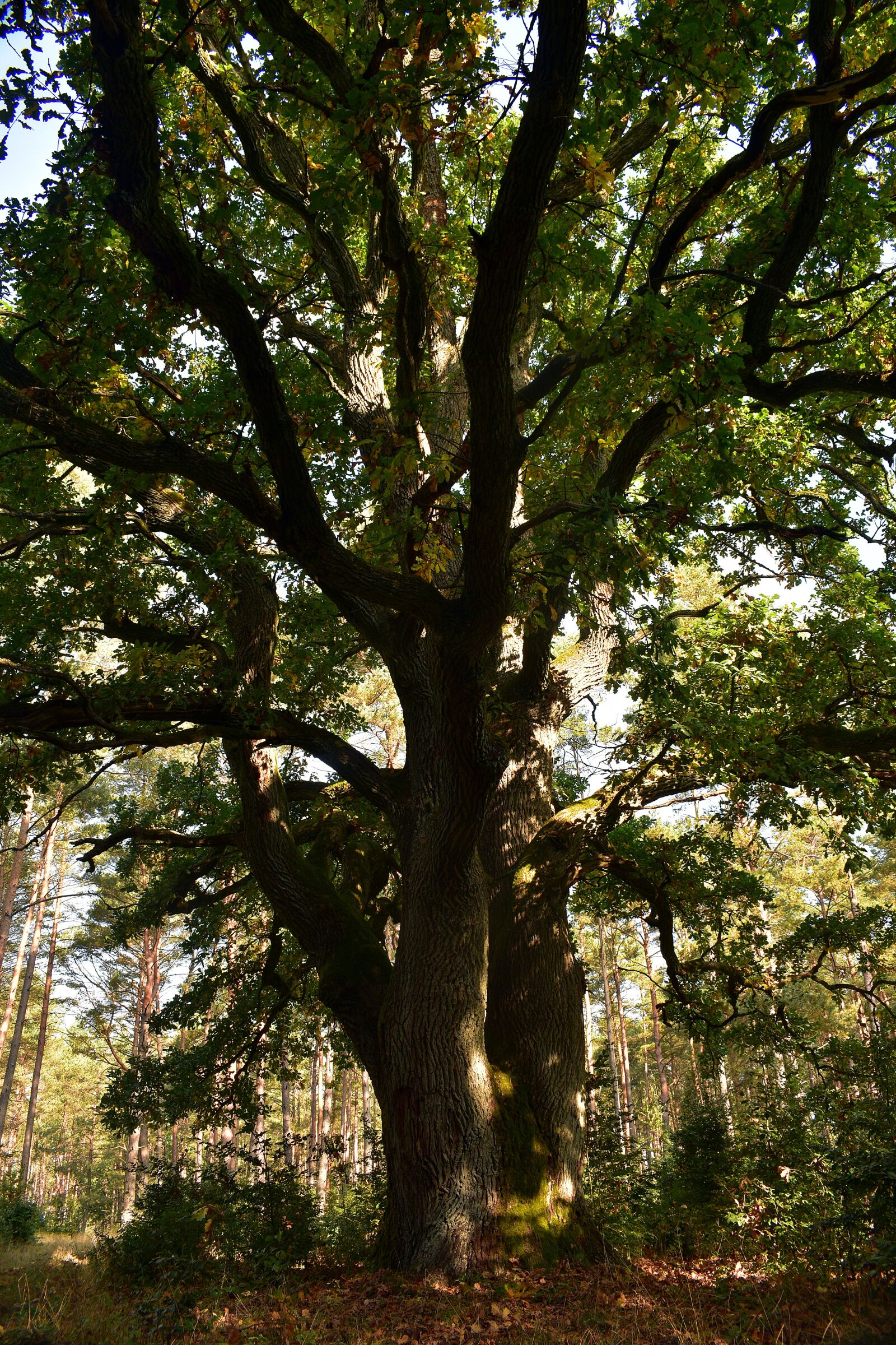 Nikon D3400 sample photo. Tree, oak, natural monument photography