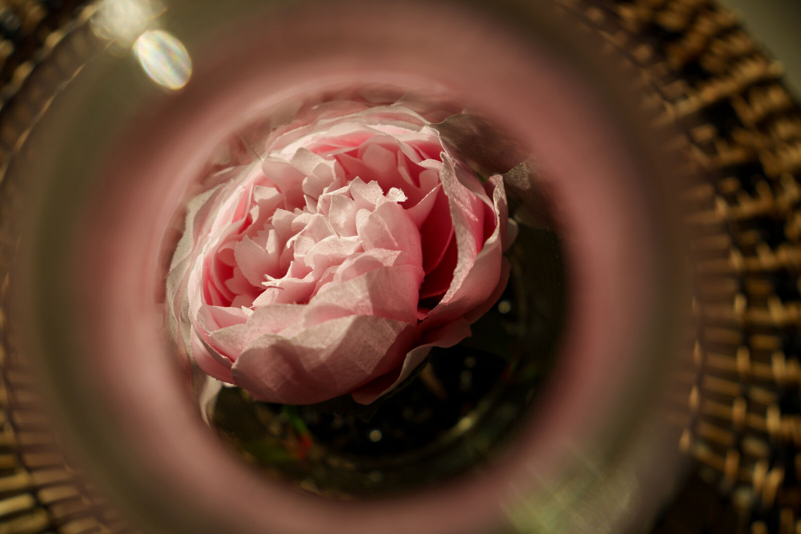 Sony a7R V sample photo. Flower reflection photography