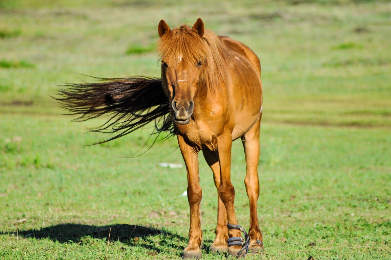 Nikon D90 sample photo. Horse, animal, head photography