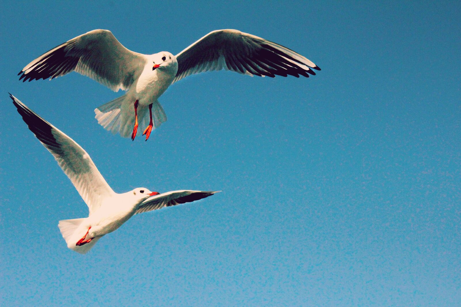 Canon EF 75-300mm f/4-5.6 sample photo. Bird, sky, blue photography